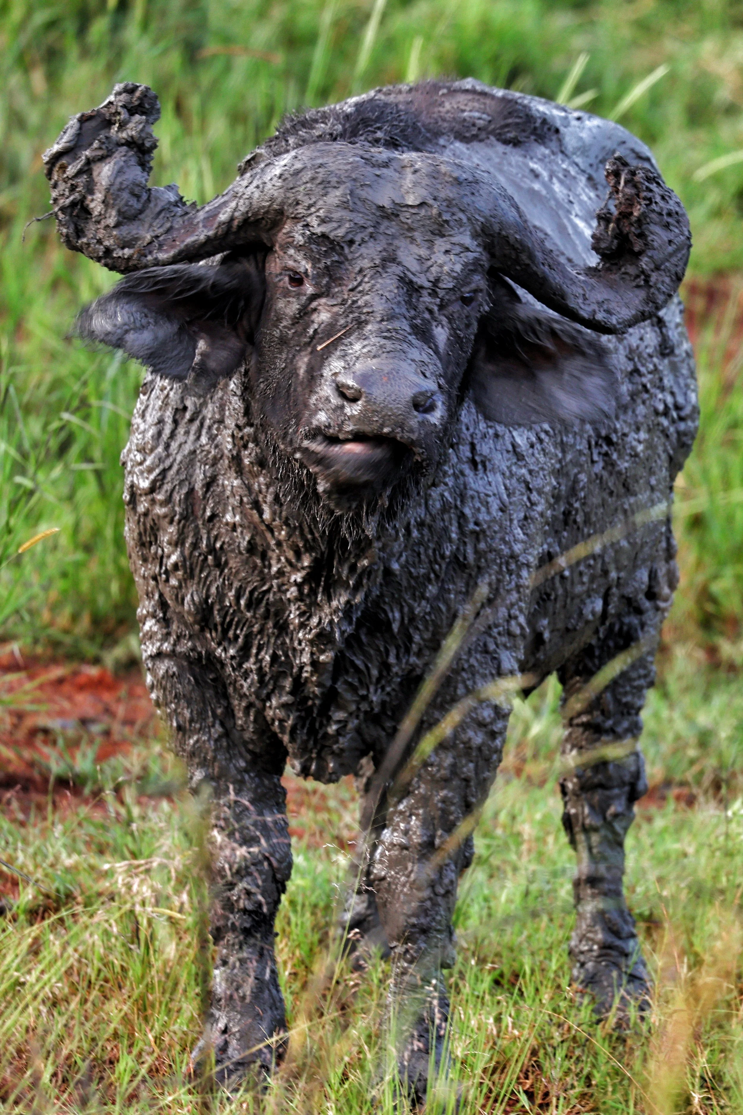wildlife Trekking Safari: Africa's Most Genuine Wildlife Experience