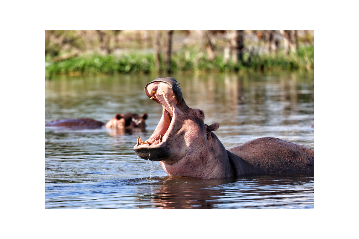 wildlife Trekking Safari: Africa's Most Genuine Wildlife Experience
