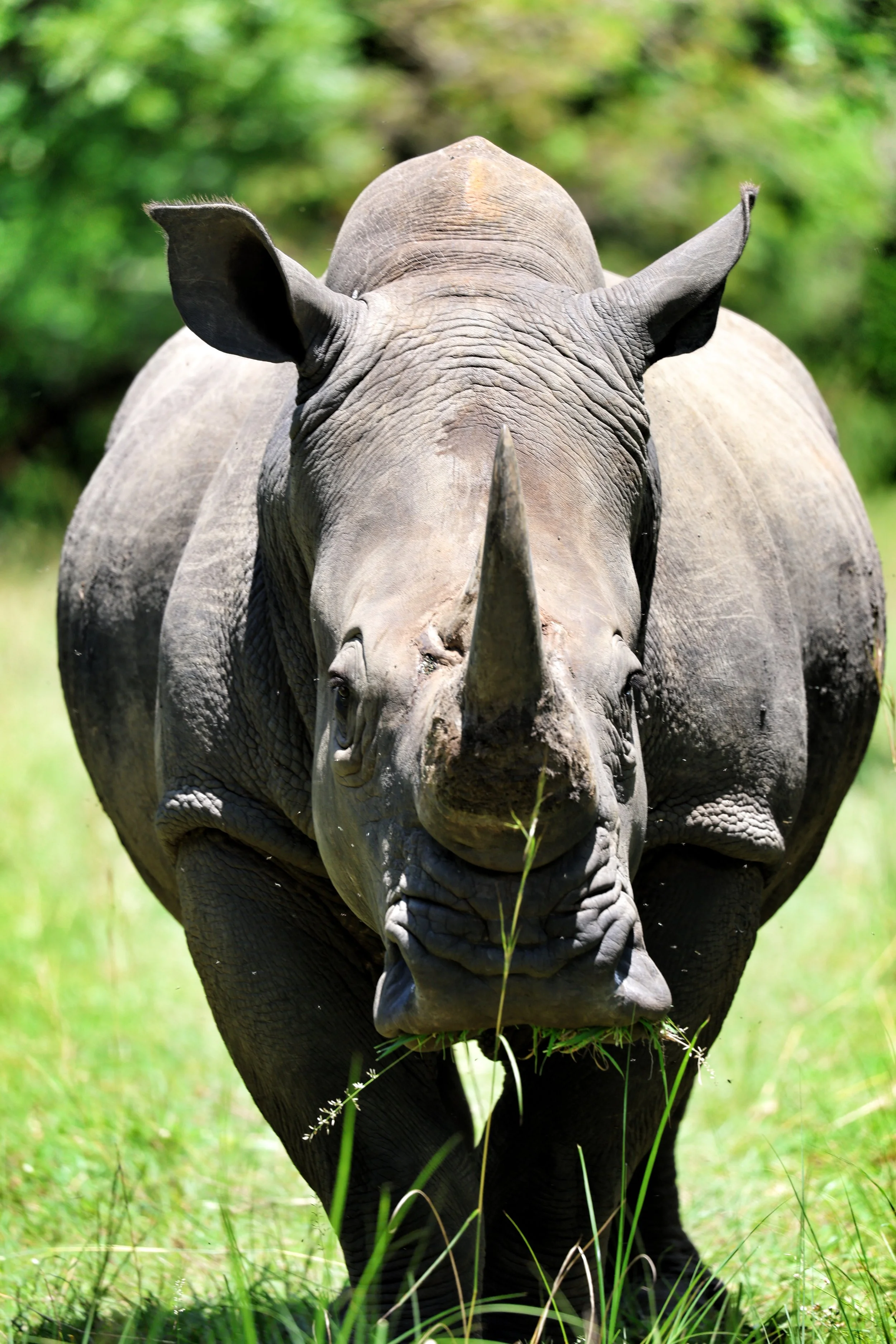 wildlife Trekking Safari: Africa's Most Genuine Wildlife Experience
