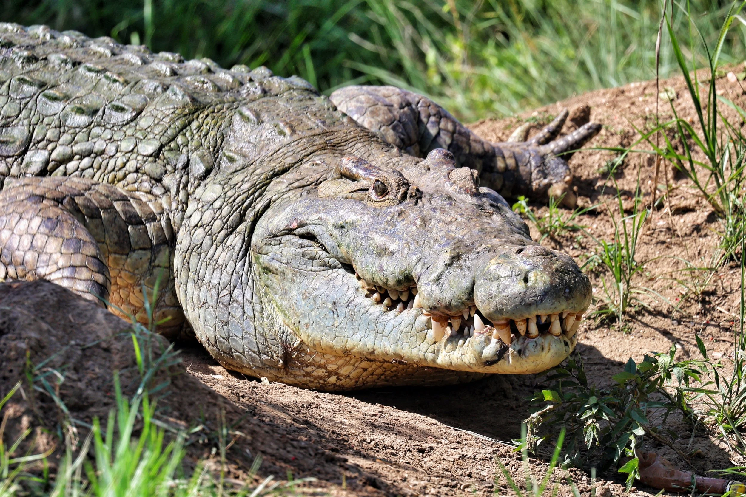 wildlife Trekking Safari: Africa's Most Genuine Wildlife Experience