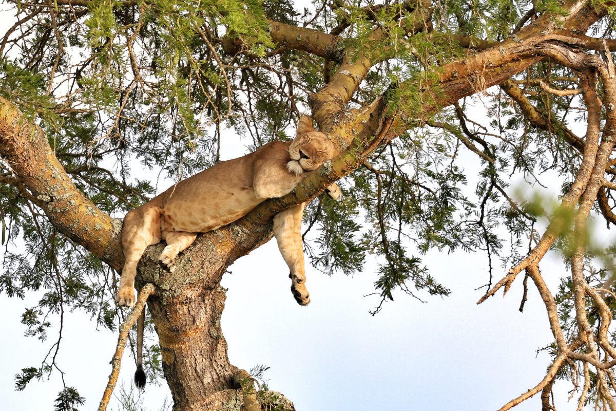 wildlife Trekking Safari: Africa's Most Genuine Wildlife Experience