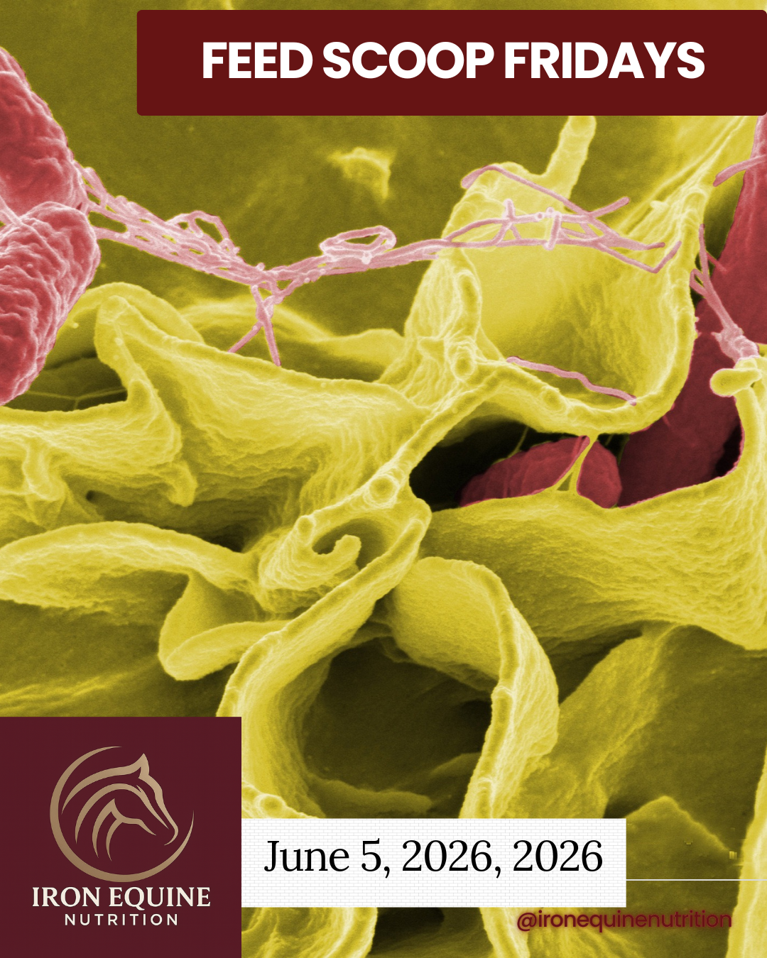 Prebiotics