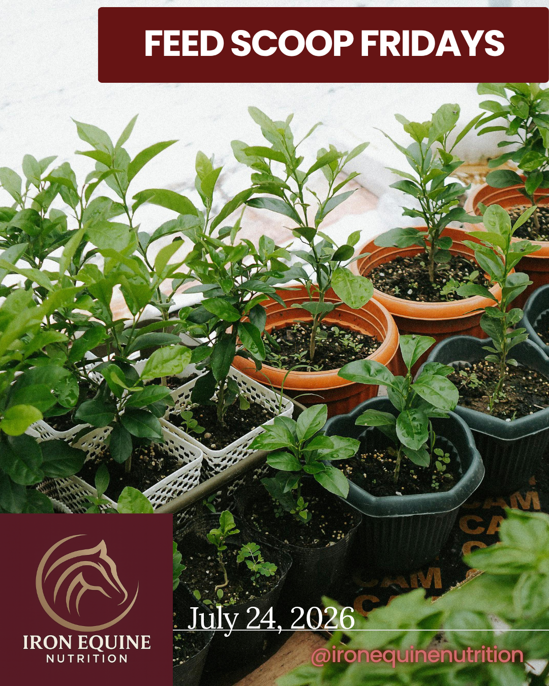 Herbs for Horses