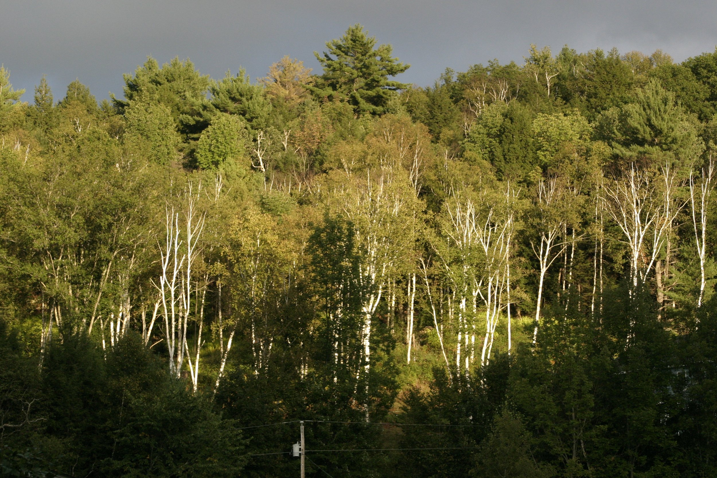 Image of birch trees in sunlight