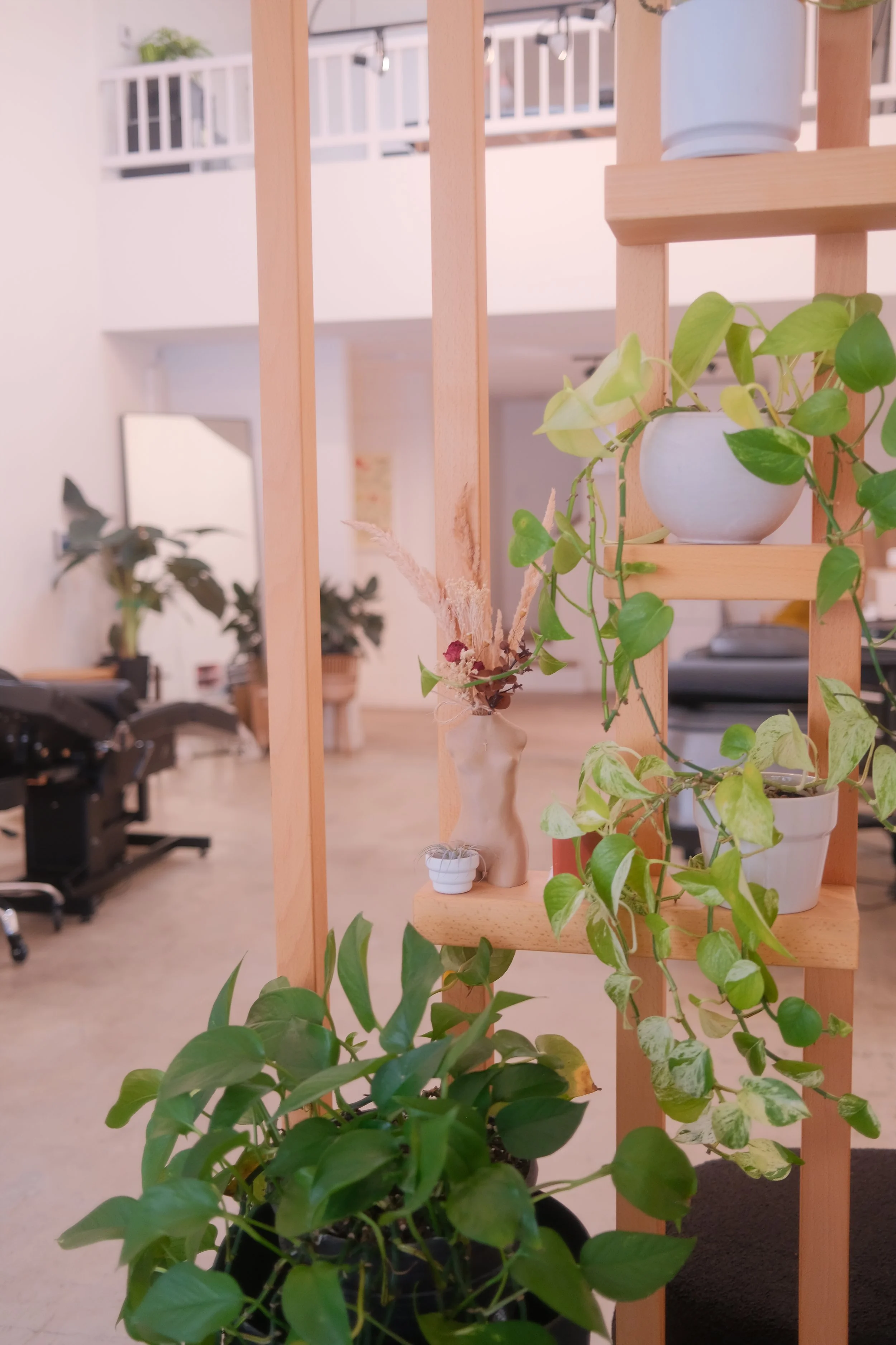 Wildflower studio with decorative wooden shelves holding potted plants, including a vine-like plant in the foreground, and blurred background of studio furniture and additional plants.