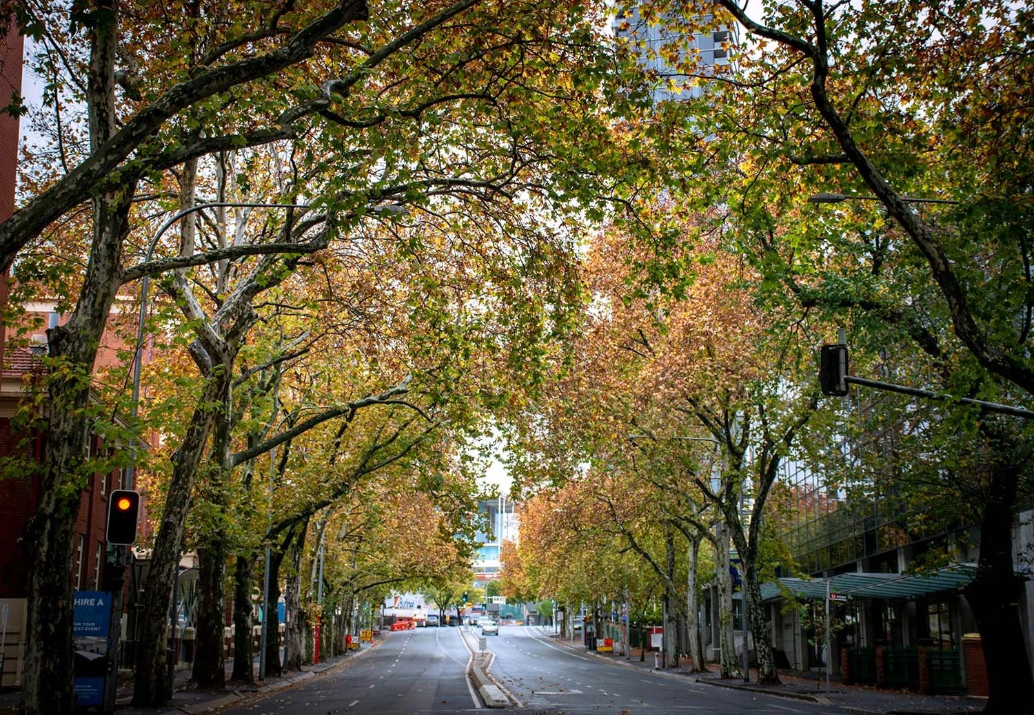 A city street lined with trees showing fall foliage, with traffic lights, cars, and buildings visible.