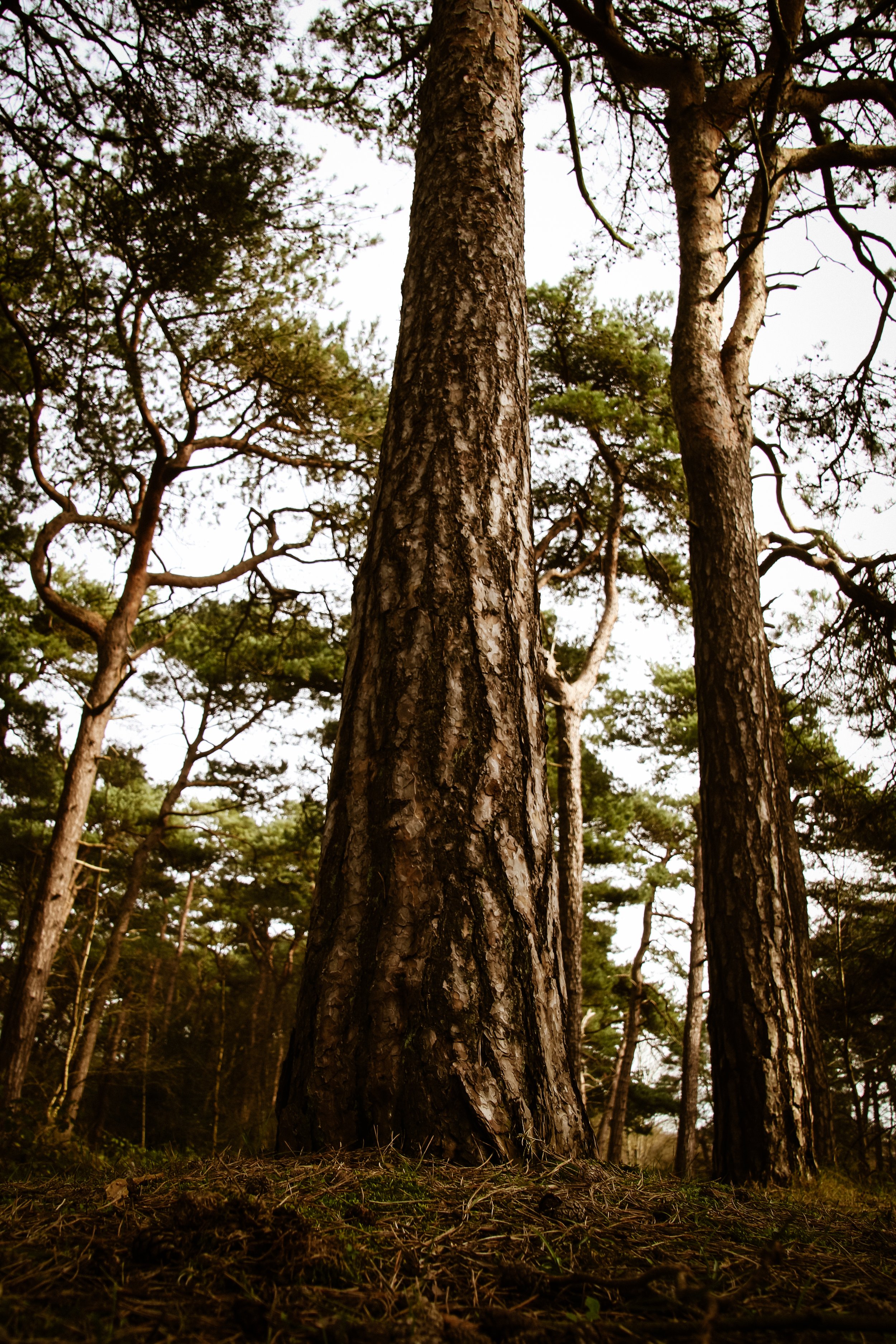 stacey white forest scene clear skies