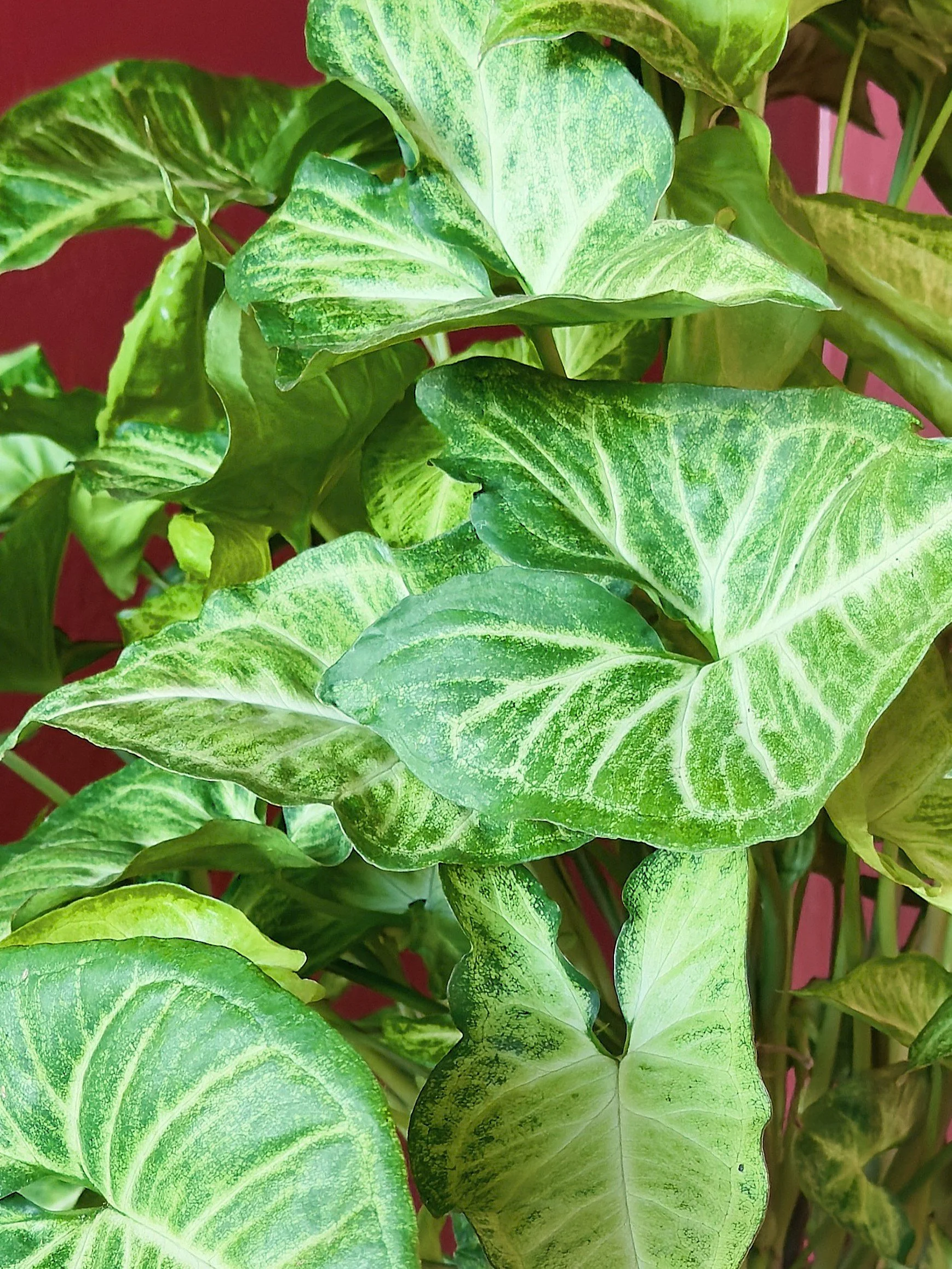 arrowhead plant in gold container 2.jpg