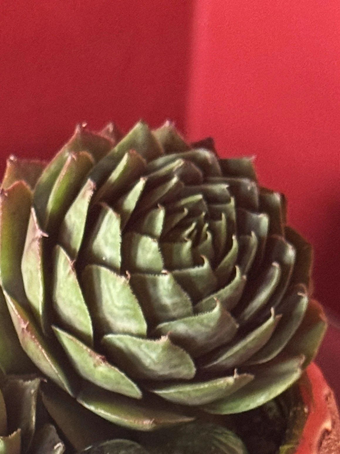 hen and chicks in small designer pot 3close up.jpg