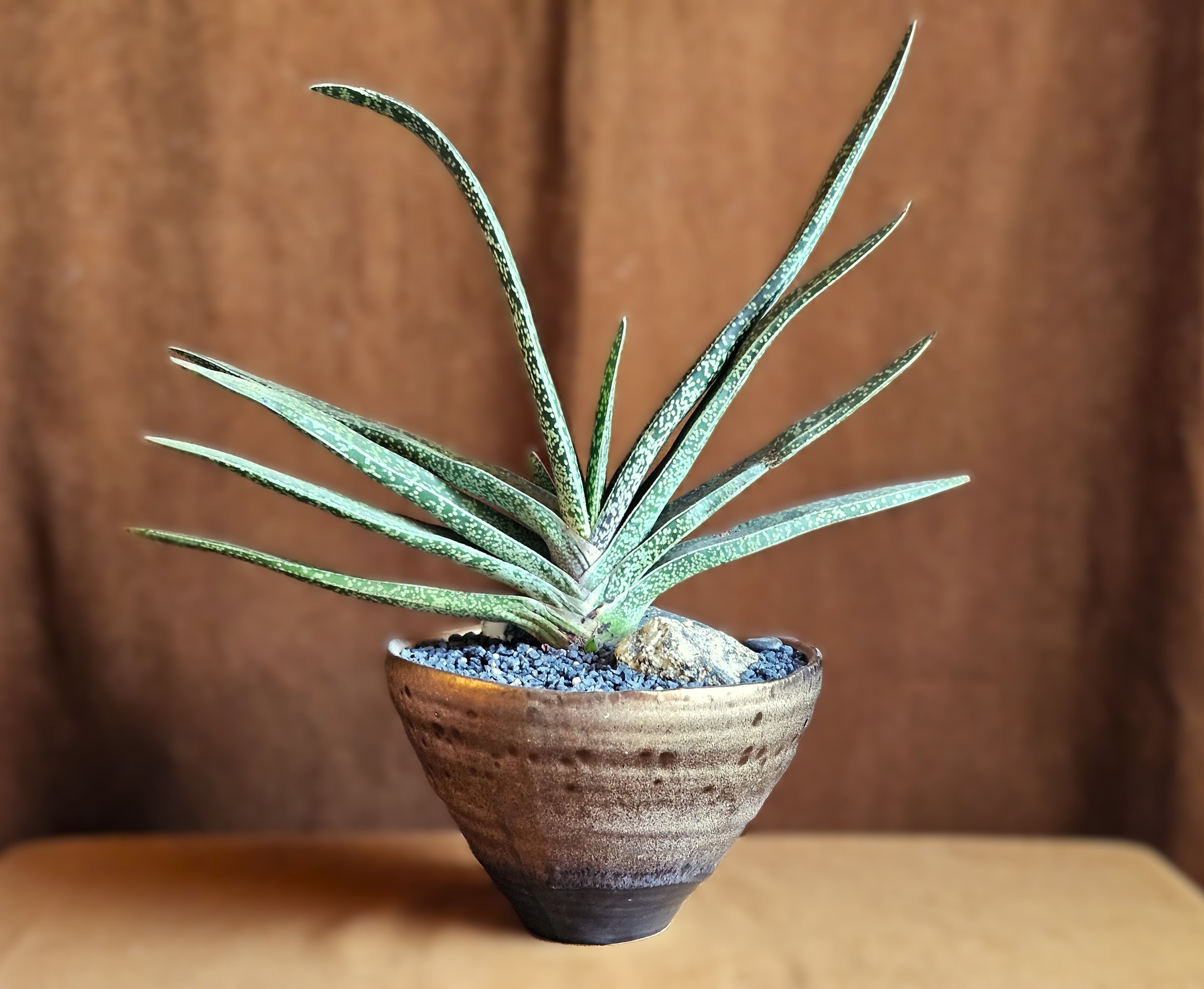 snake plant the collection.jpg