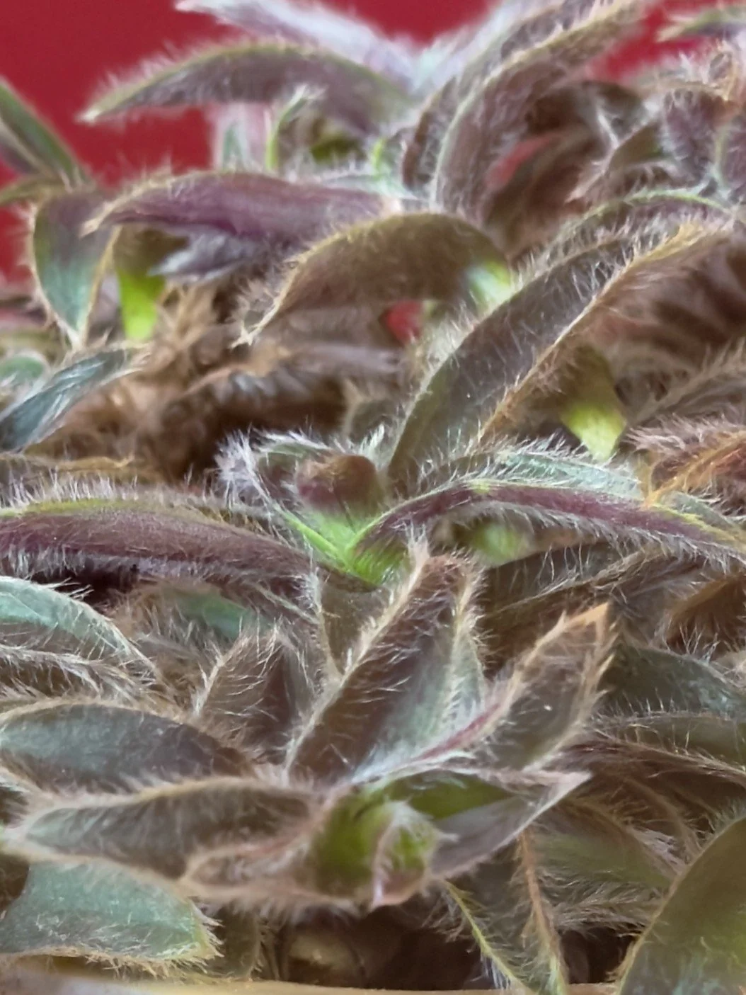 kitten ears close up.jpg