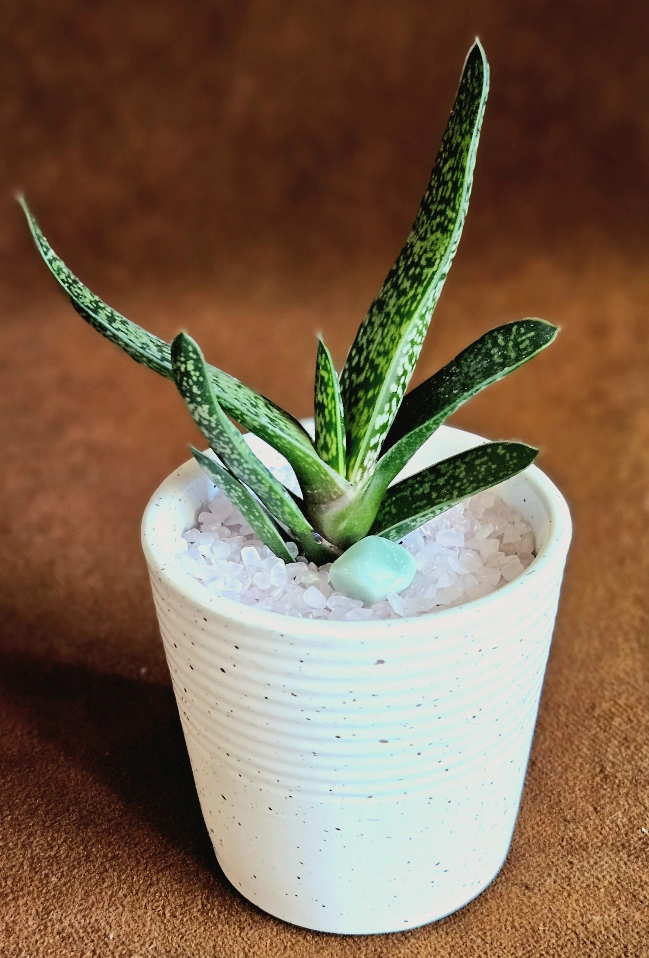 Gasteria Harmony Planter