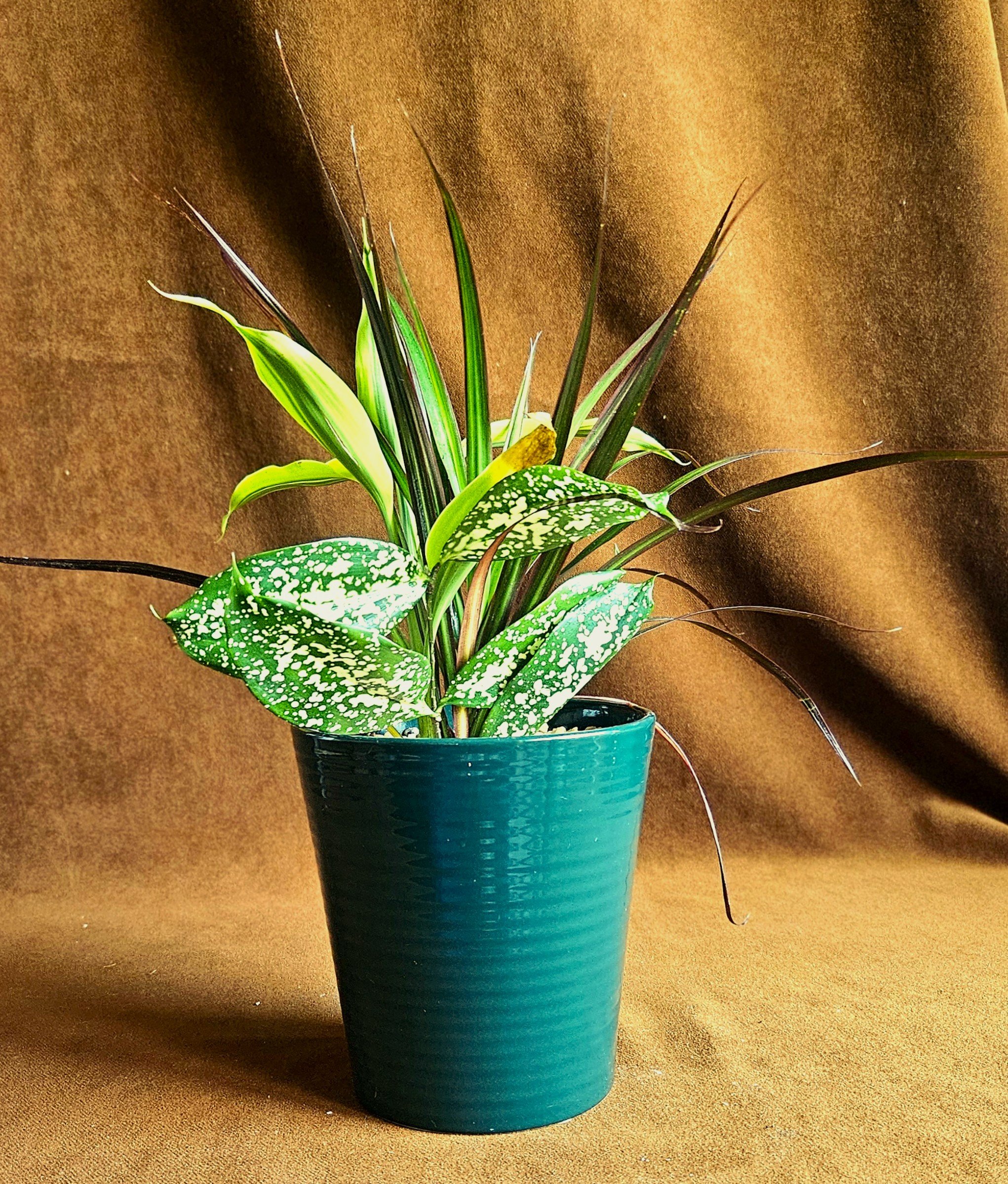 Trio of Modern Foliage