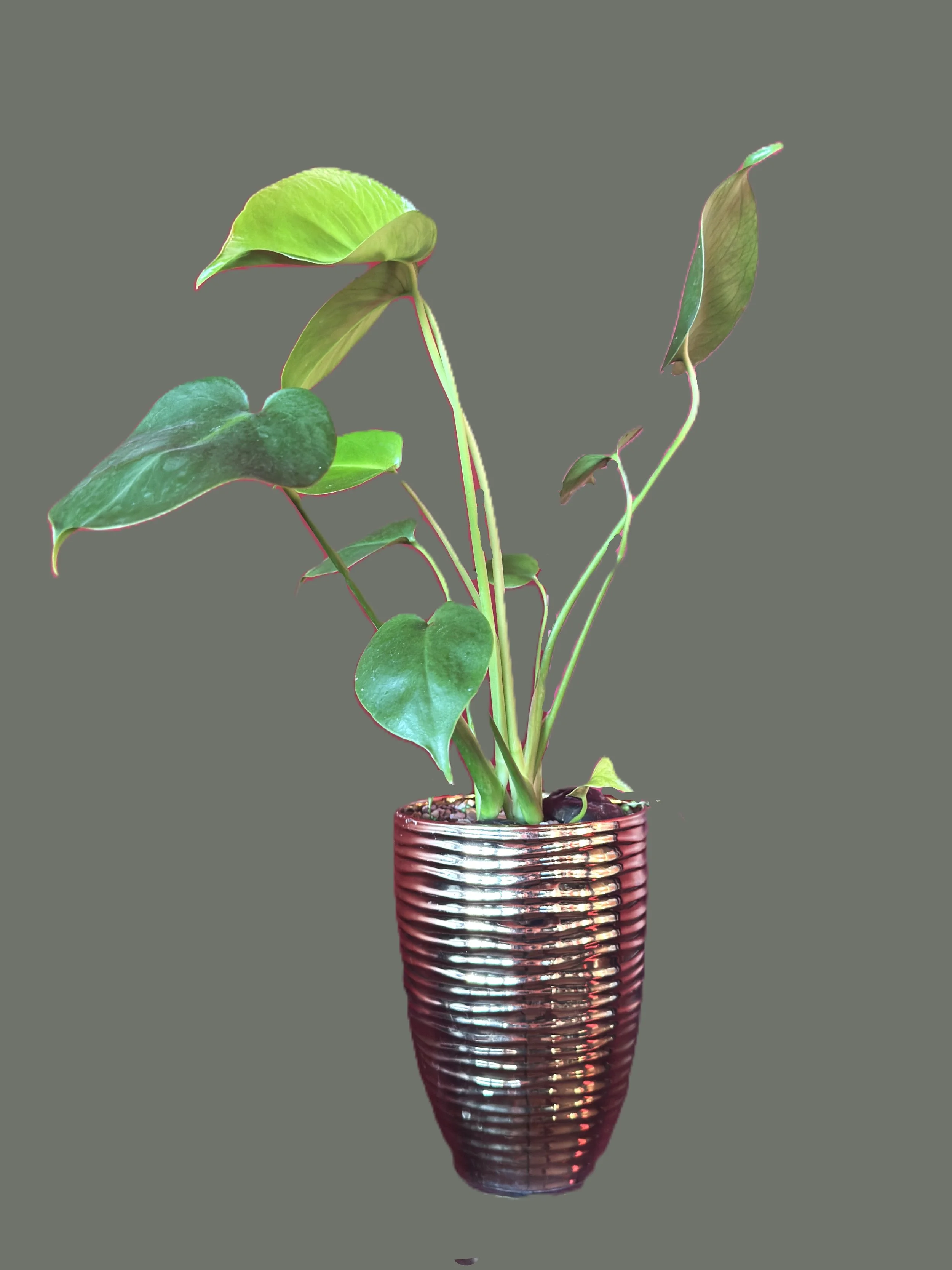 The Green Column