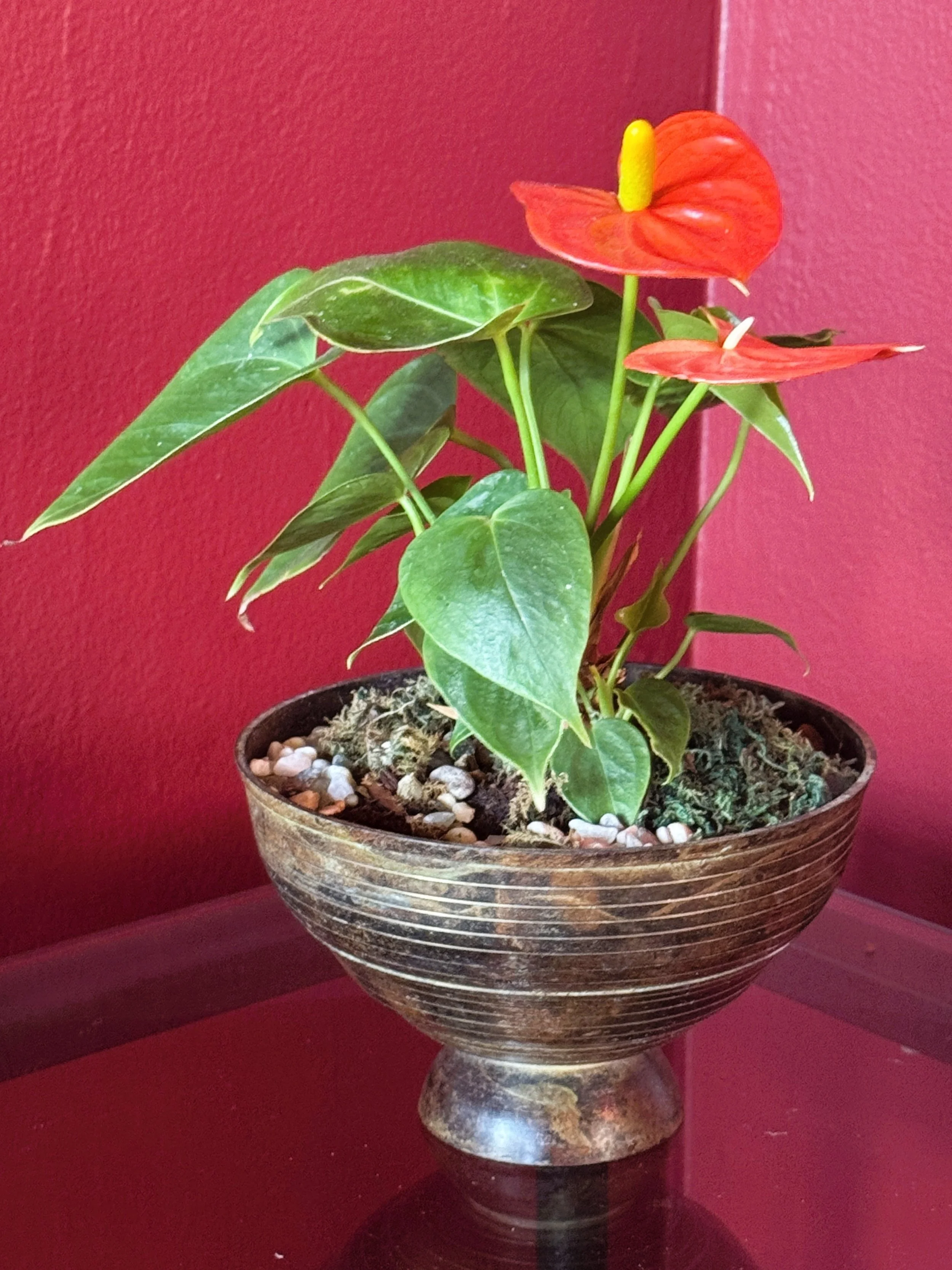 Vibrant Anthurium in Rustic Ceramic Bowl