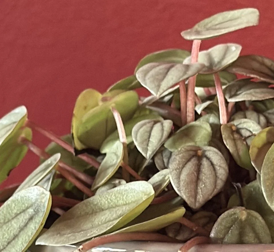 mini watermelon pepermina in grey ceramic pot close up.jpg