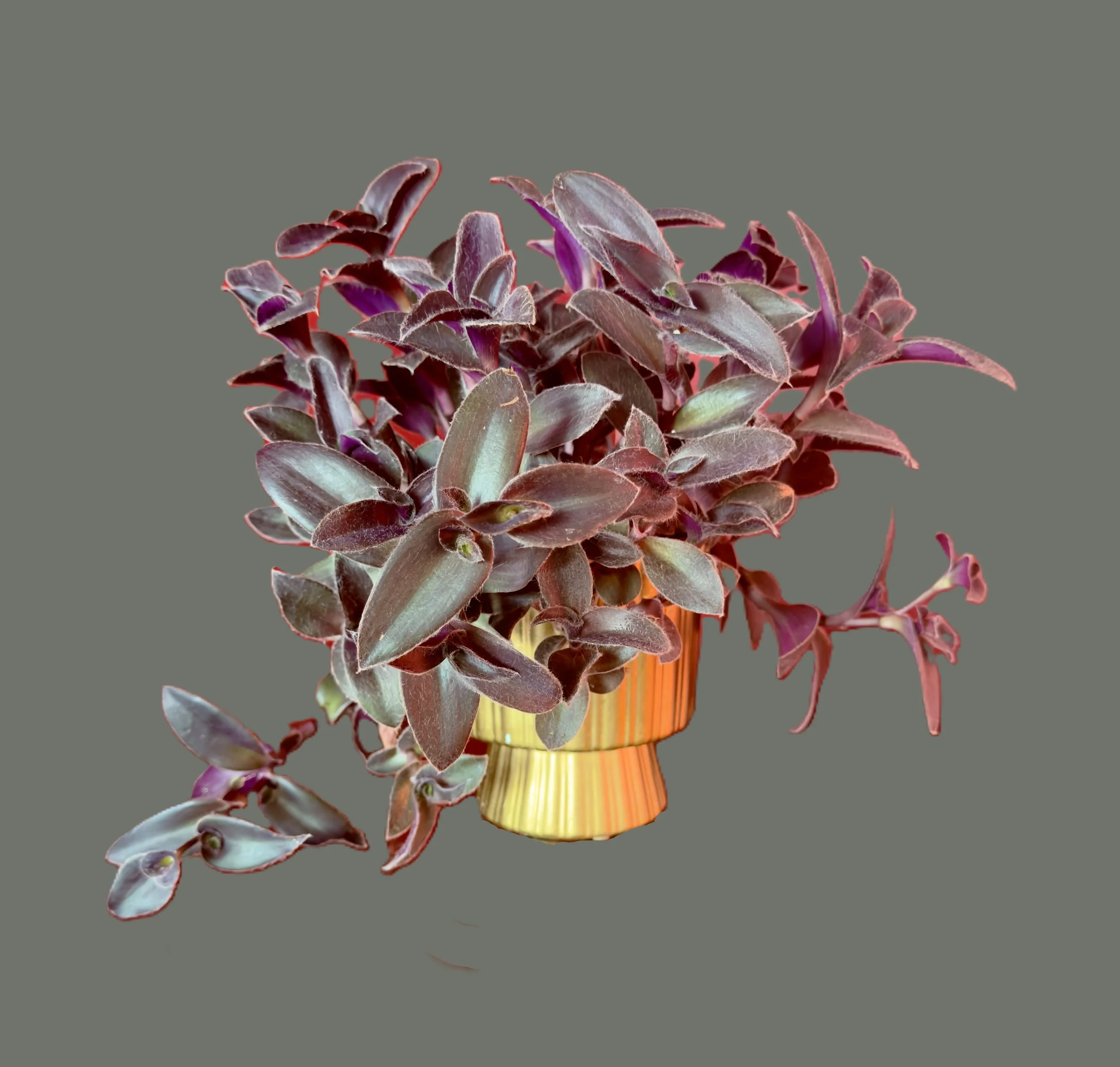 Velvet Gold