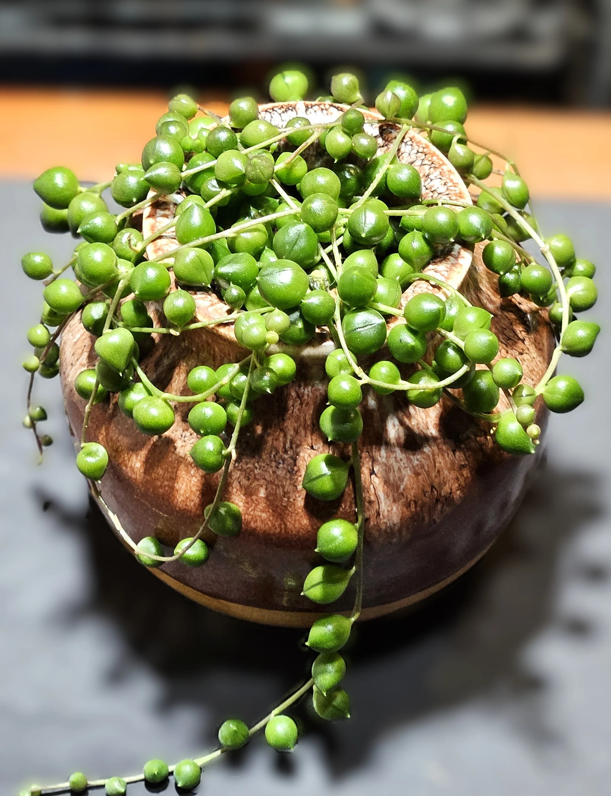 the modern pearl closeup.jpg