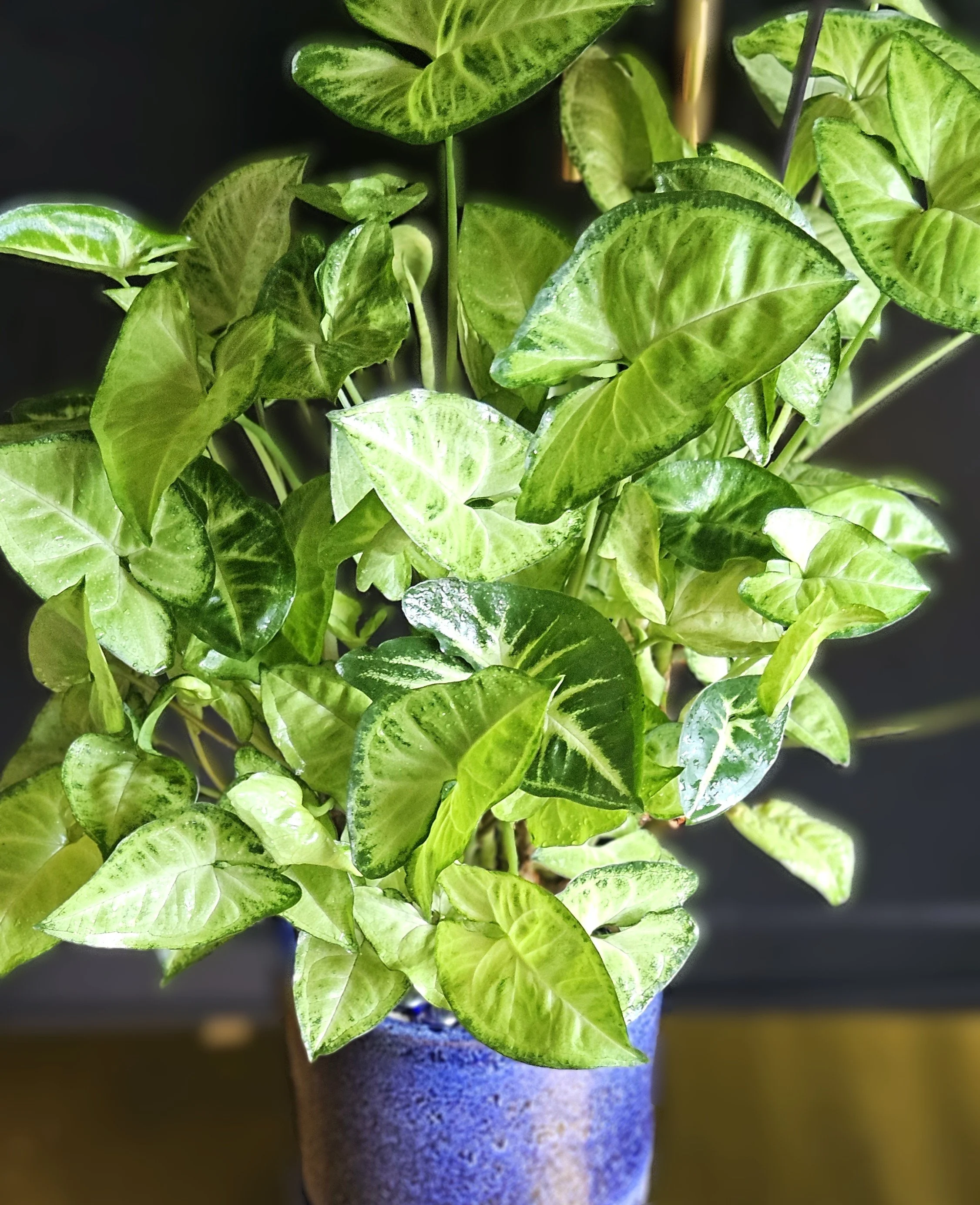 ARROWHEAD PLANT IN BLUE CYLINDER CONTAINER CLOSE UP.jpg