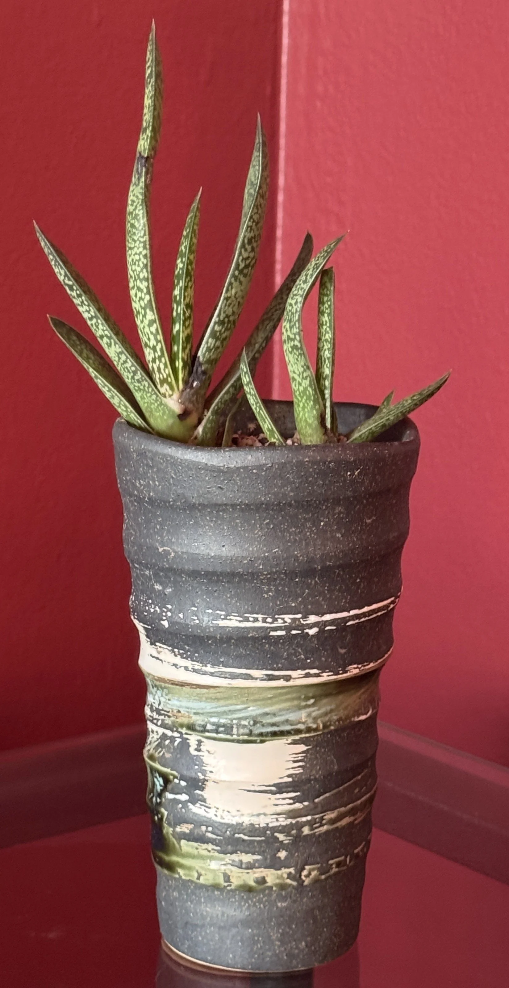 The Modern Succulent