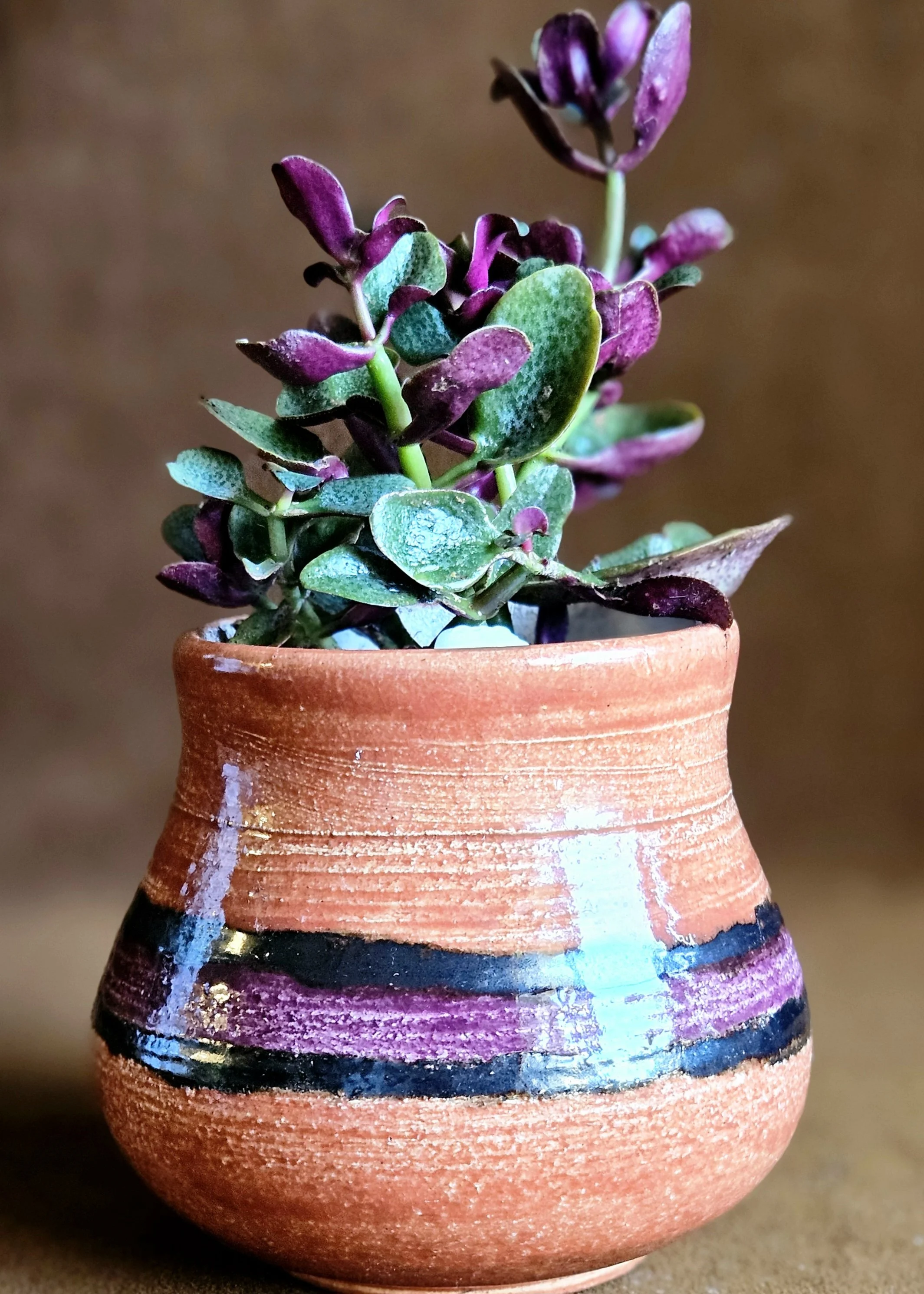Plum Horizon