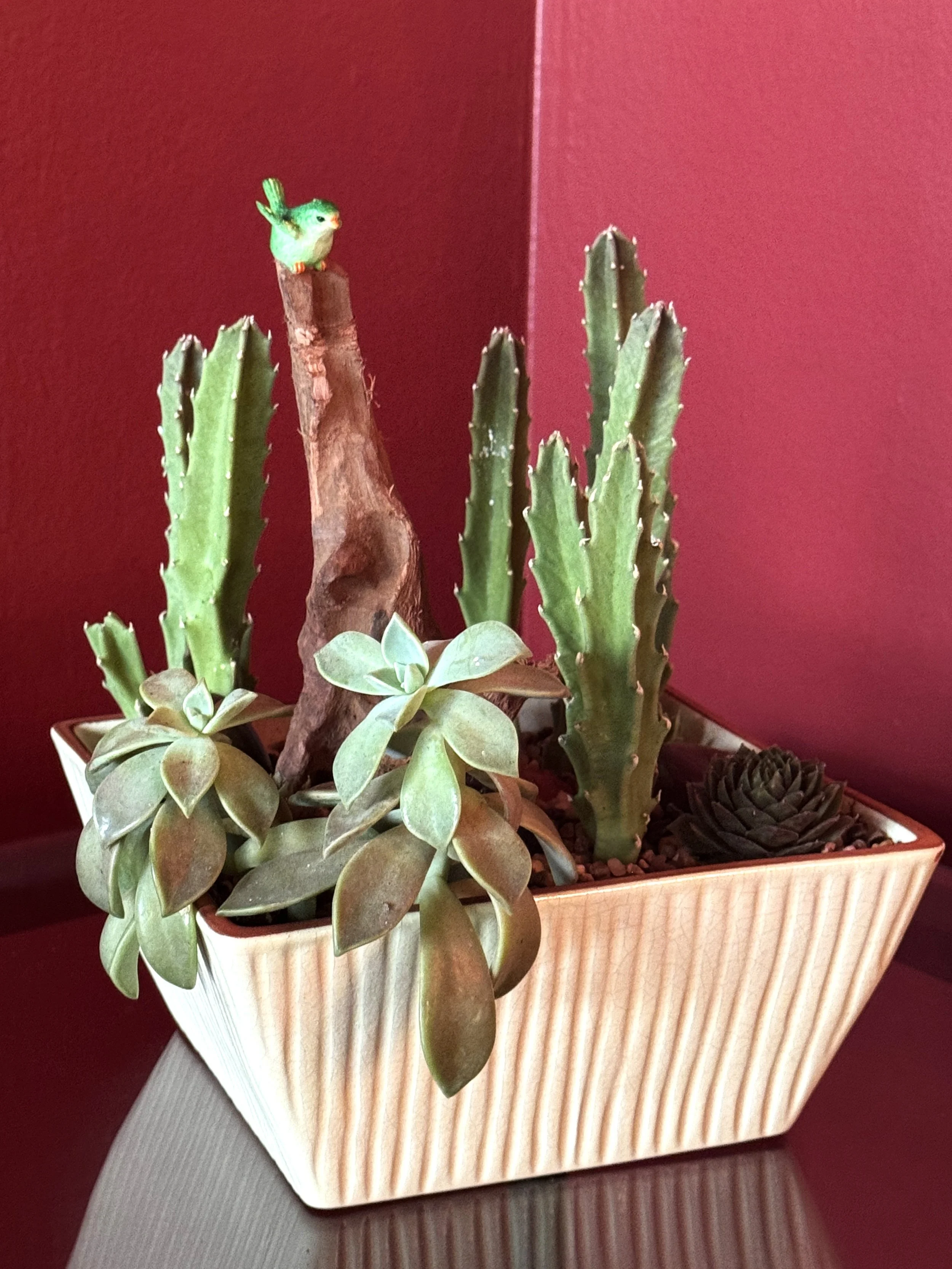 Succulent Variety Collection