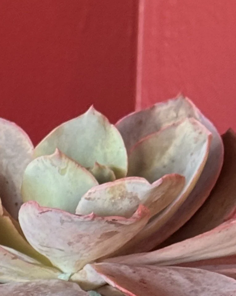 echeveria in hammered metal pot closeup.jpg