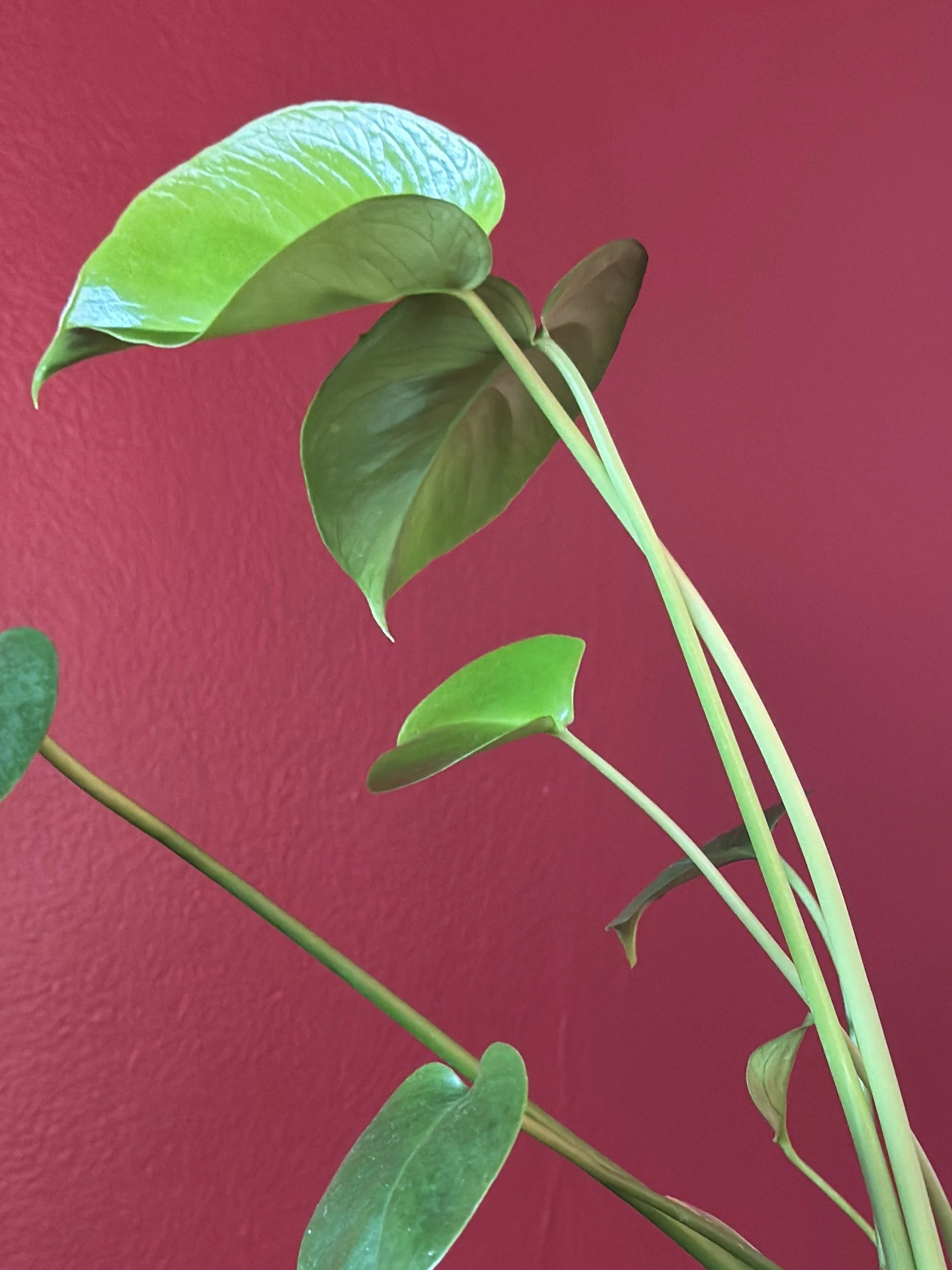 monstera in golden tall vase close up.jpg