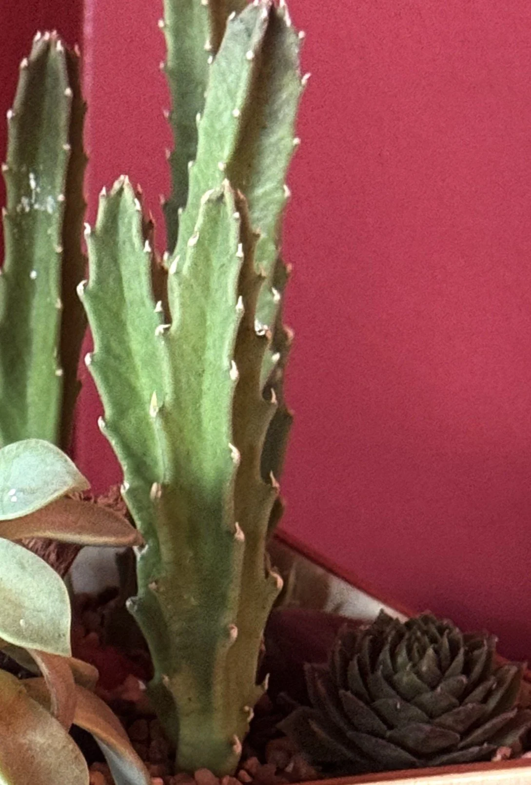 succ garden with bird pot close up.jpg