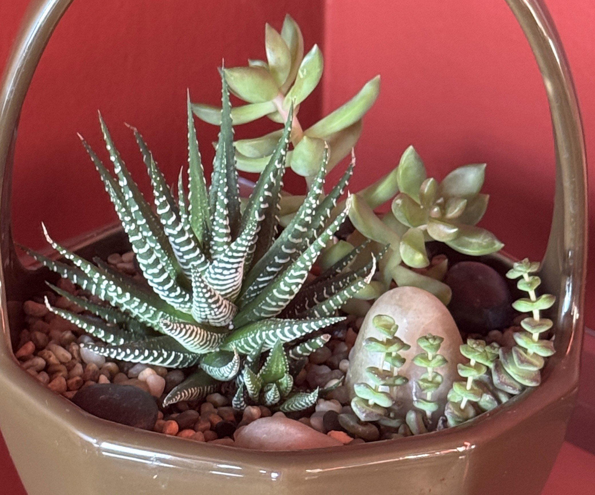 succulents in ceramic basket.jpg