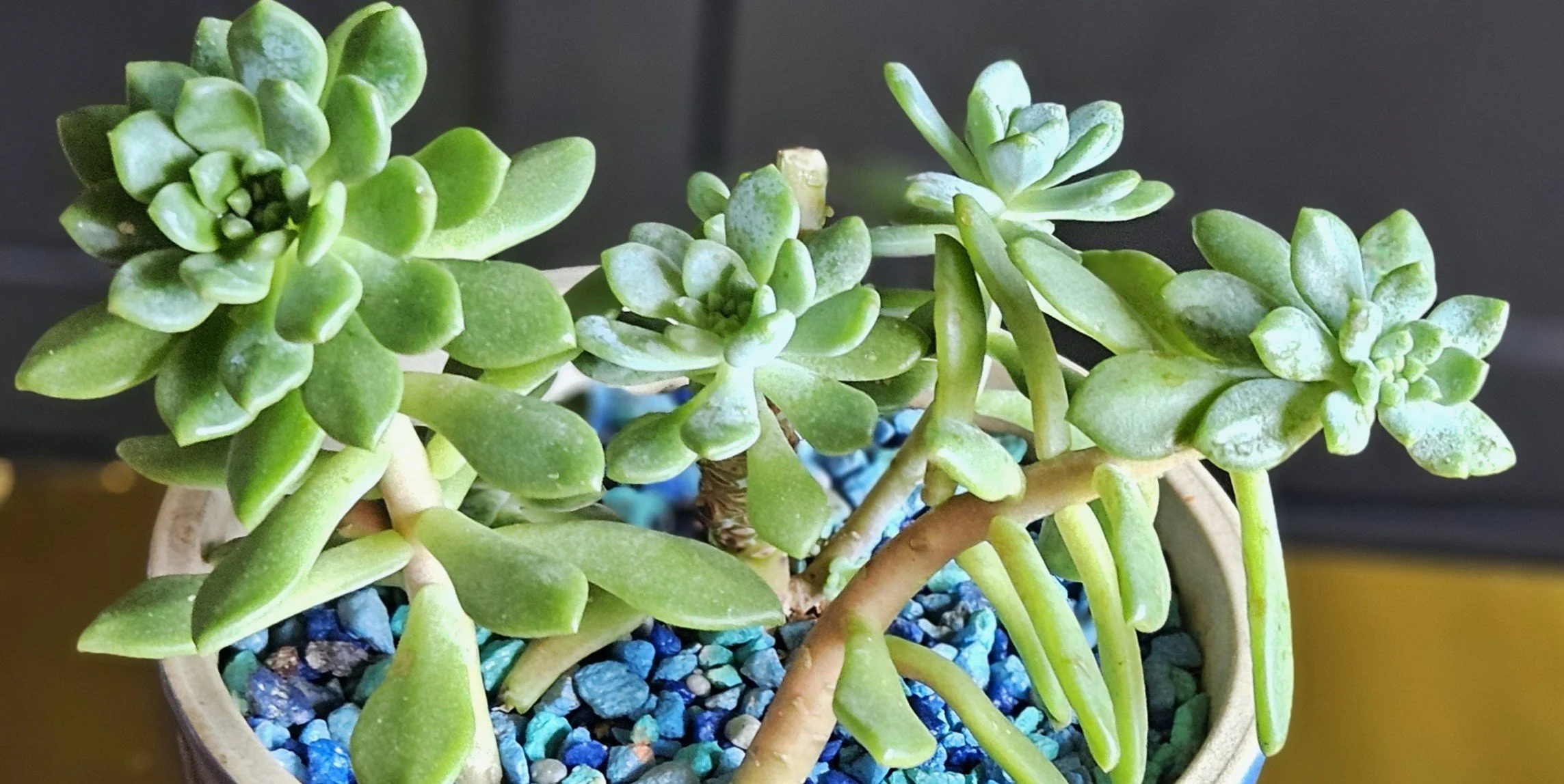 ECHEVERIA PLANT IN BLUE FOOT VESSEL CLOSE-UP.jpg