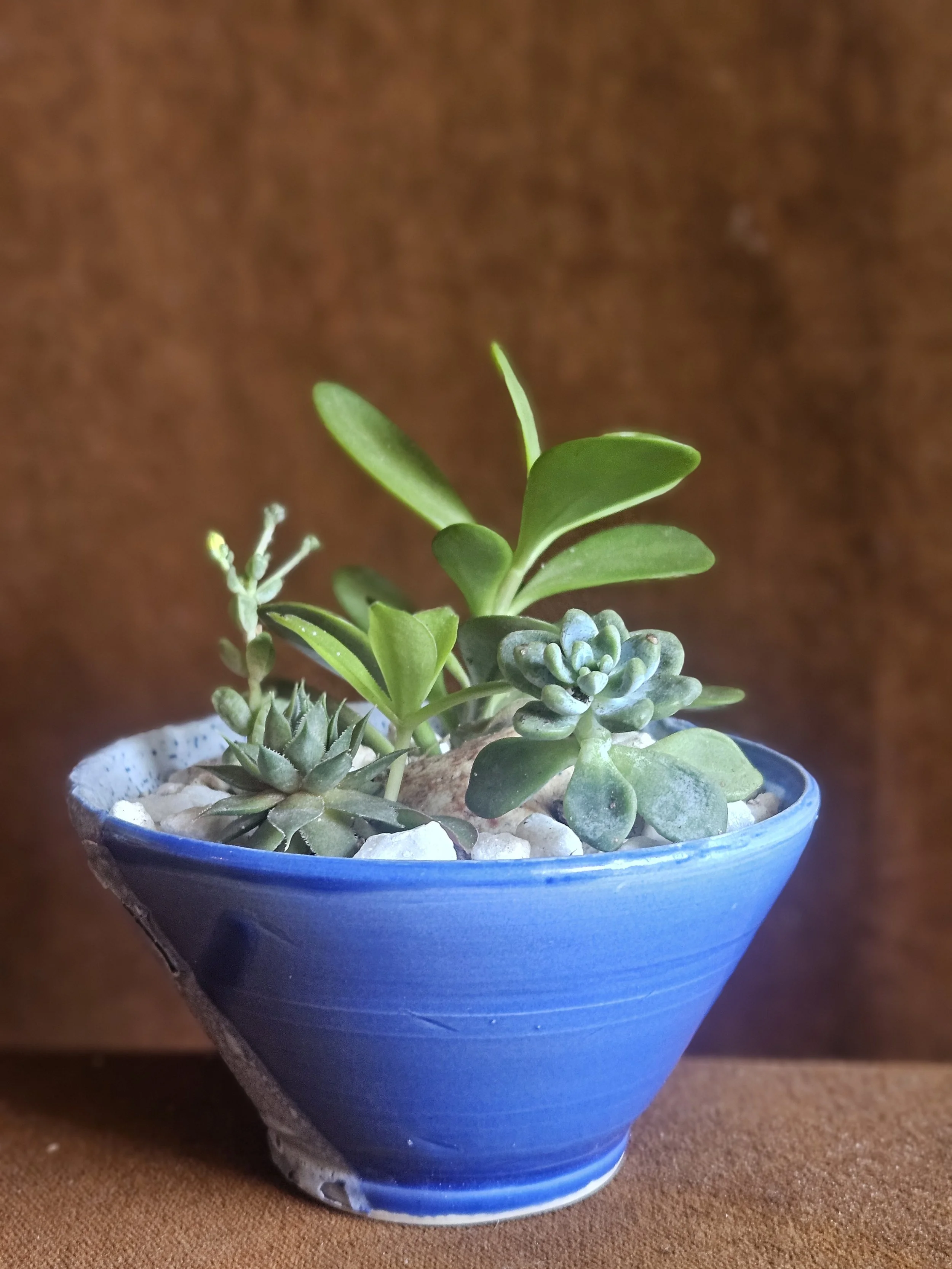 Trio of Succulents in Cobalt Blue Pot