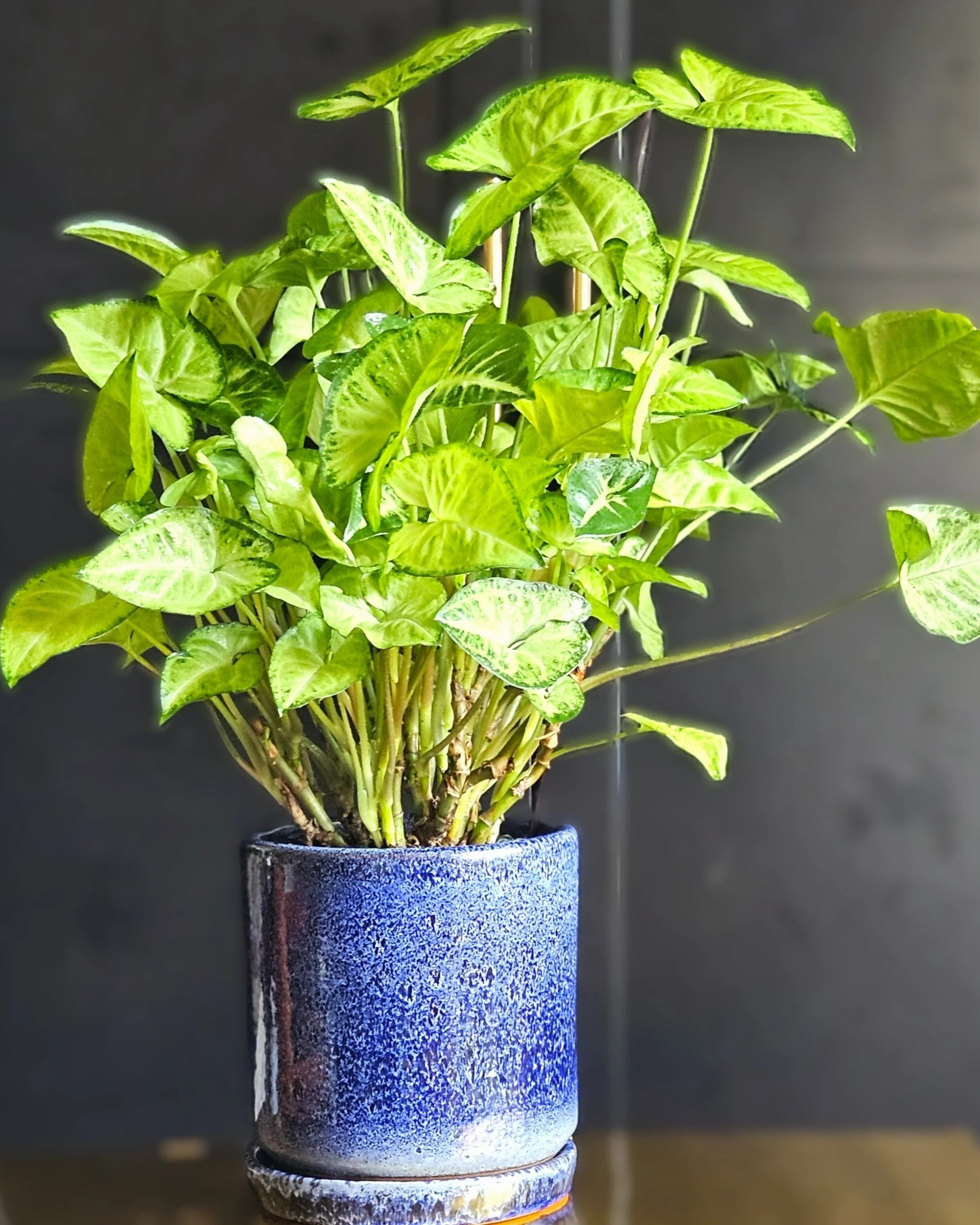 Syngonium Elegance in Blue