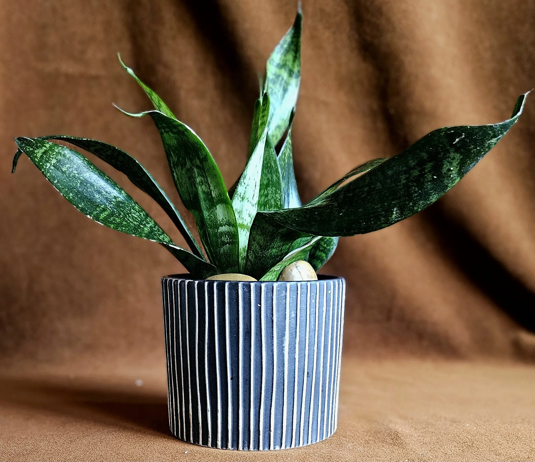 Sansevieria Elegance in Striped Ceramic