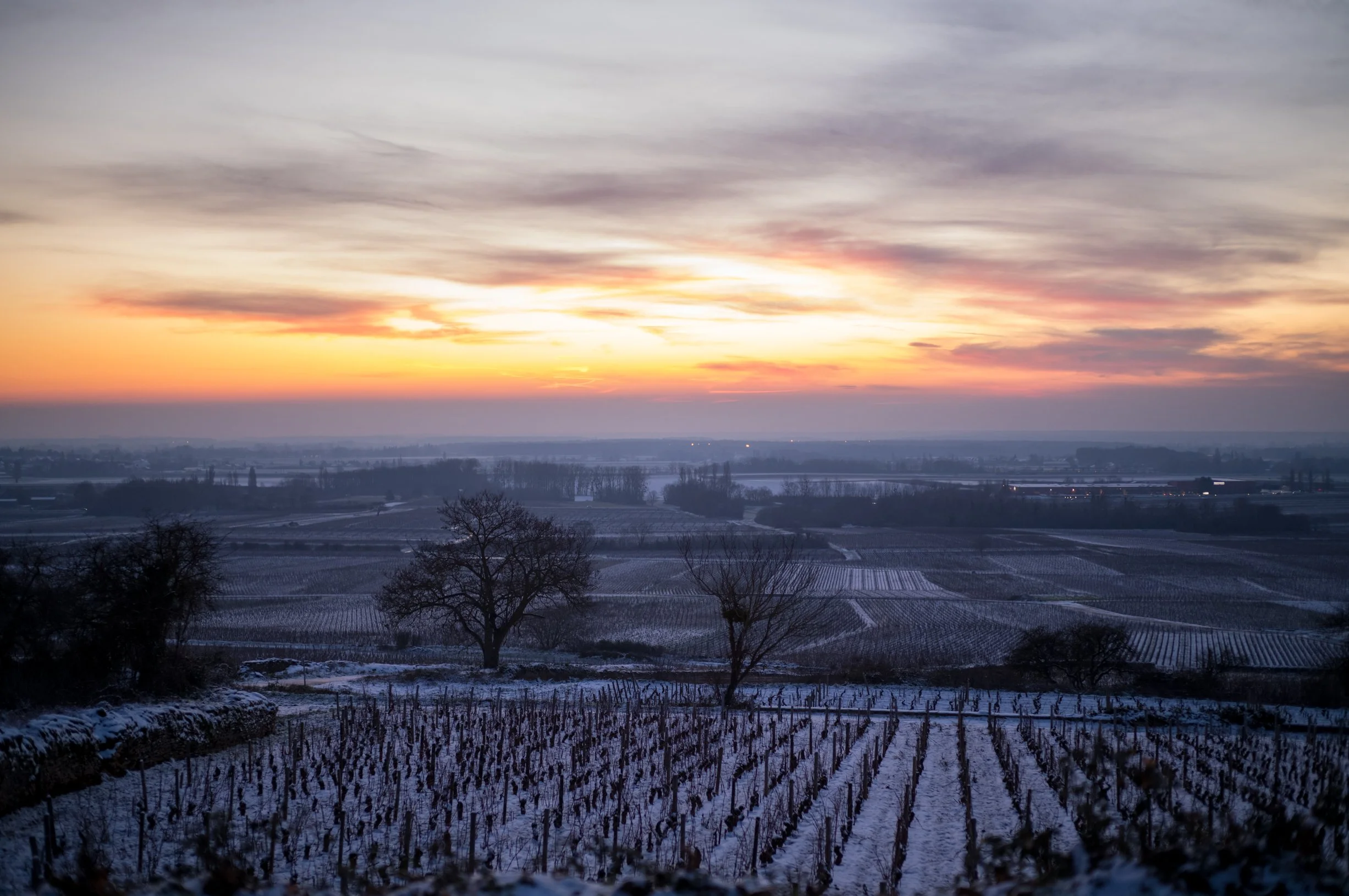 Meursault winter.jpg