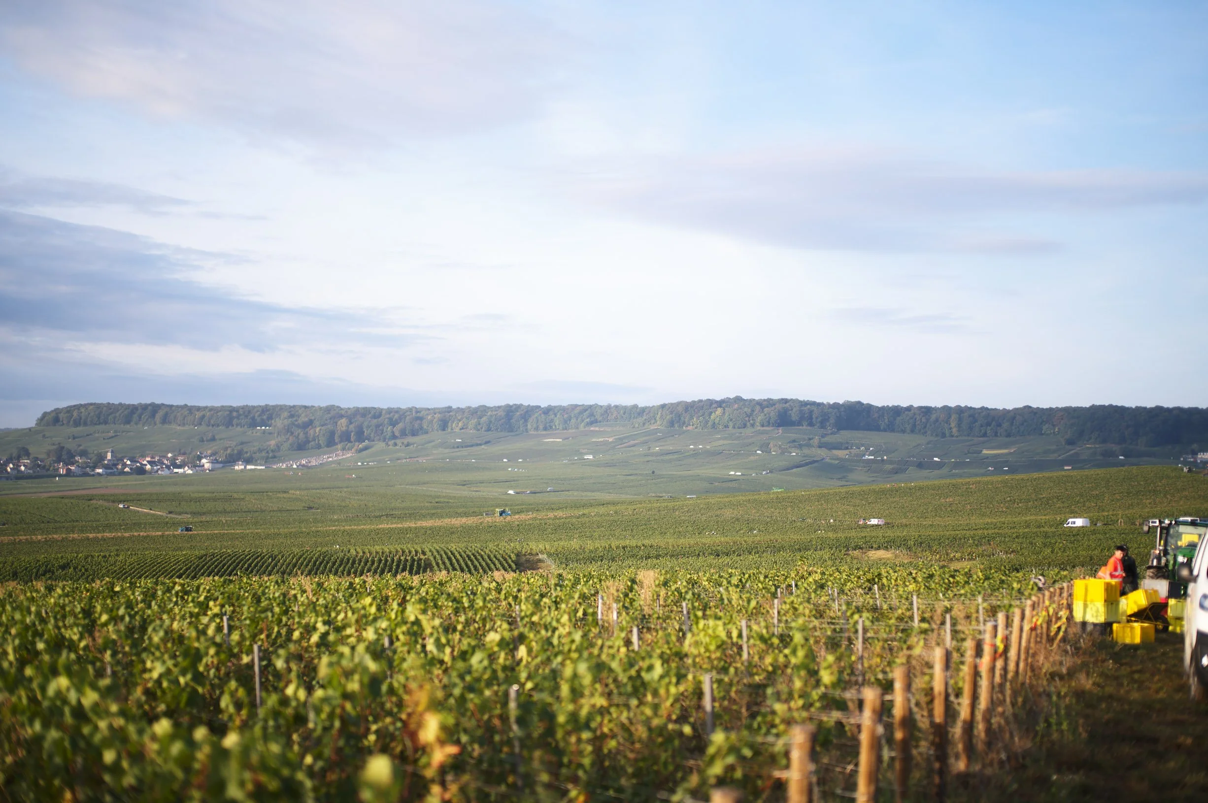 Cote de Blancs 2.jpg