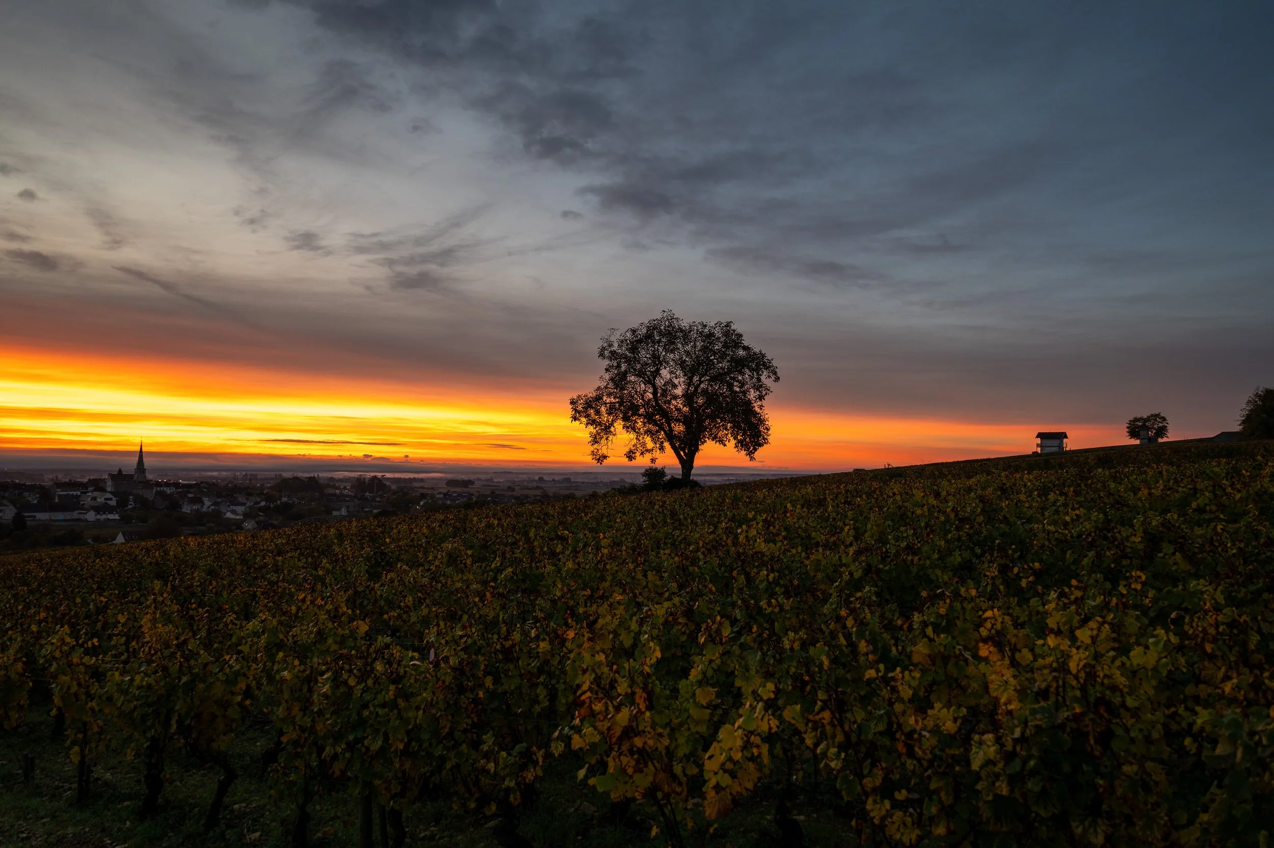 meursault dusk 2.jpg