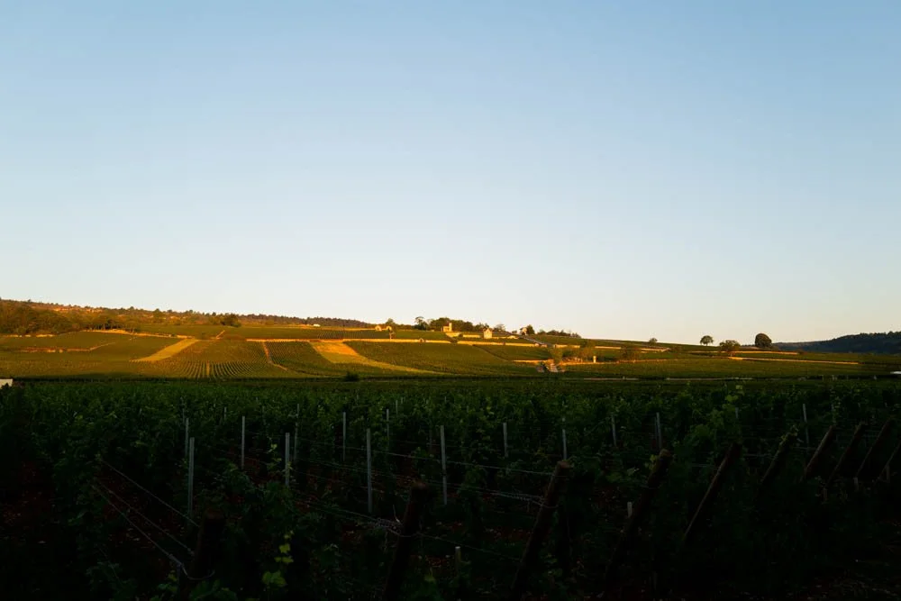 Les Tessons Morning Glory.jpg