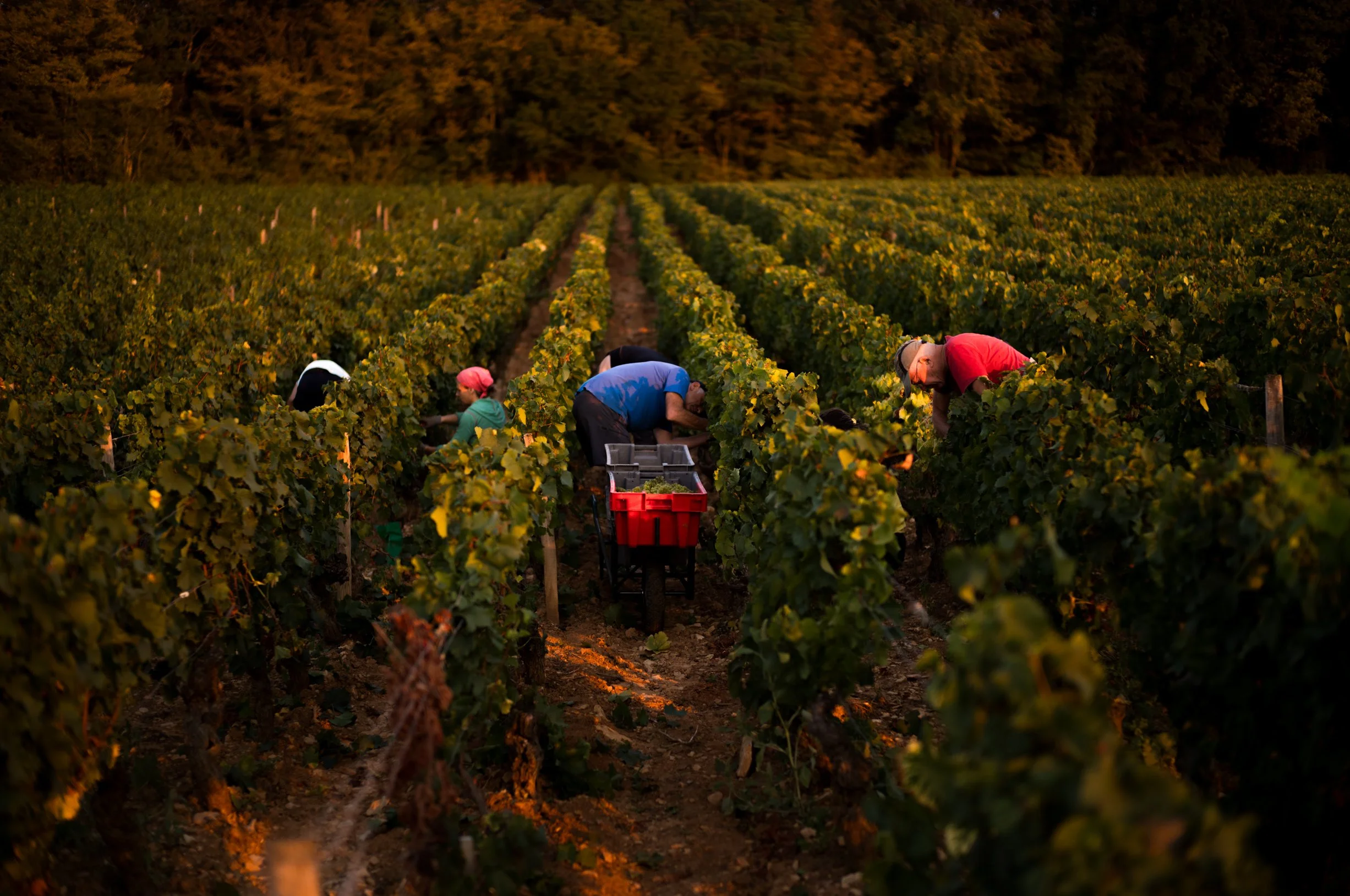 Sunrise Corton Charlemagne 4.jpg