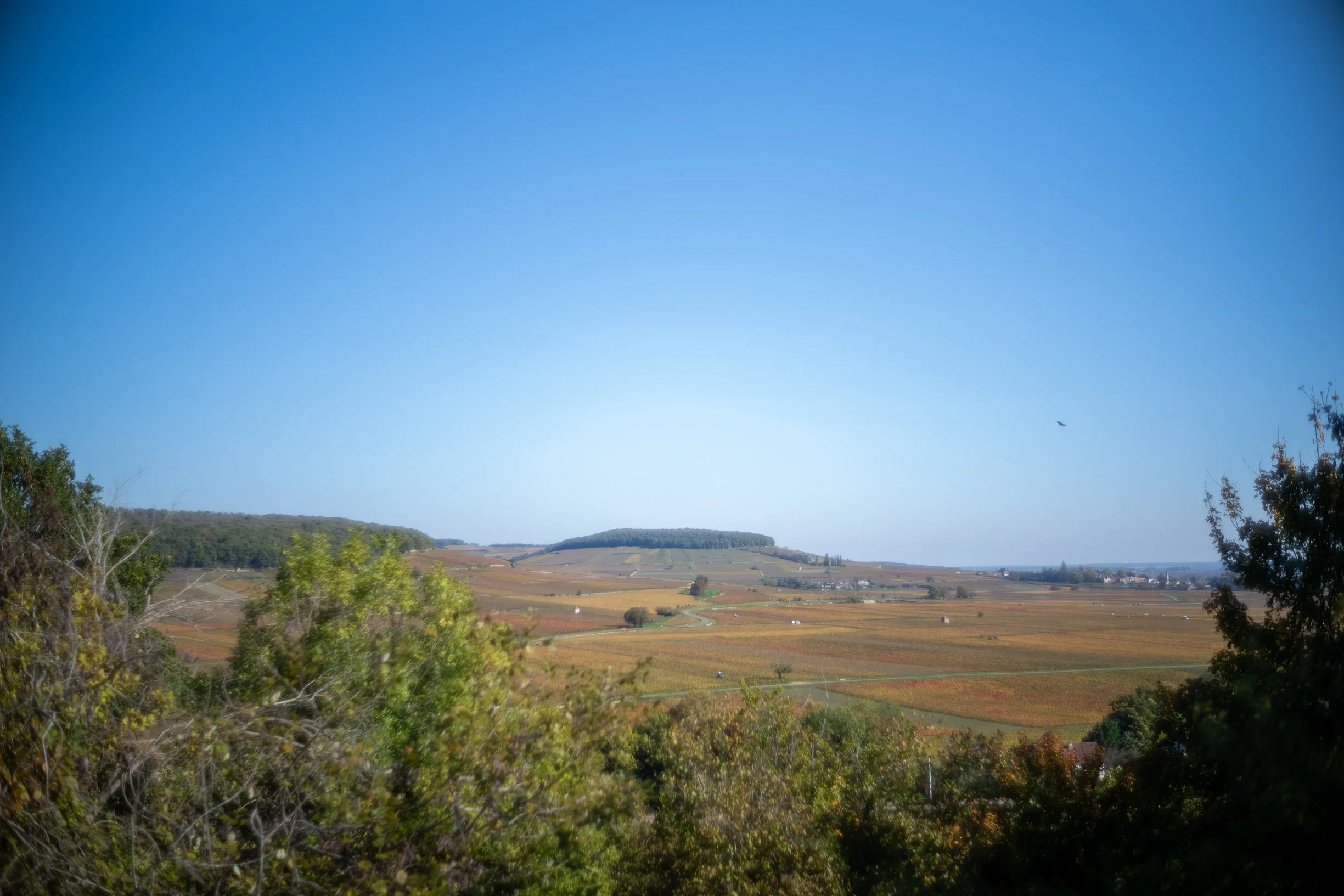 Corton Grand Cru.jpg