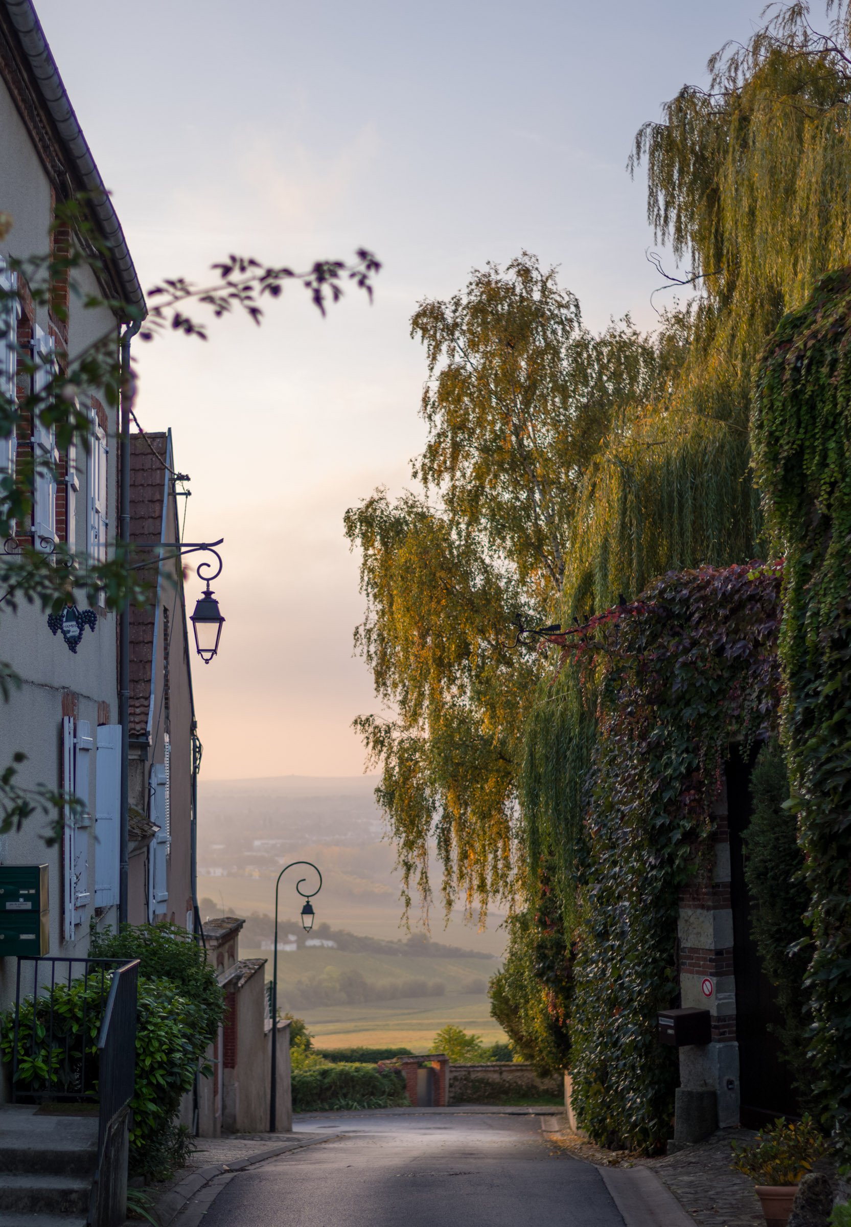 Champagne Mornings.jpg