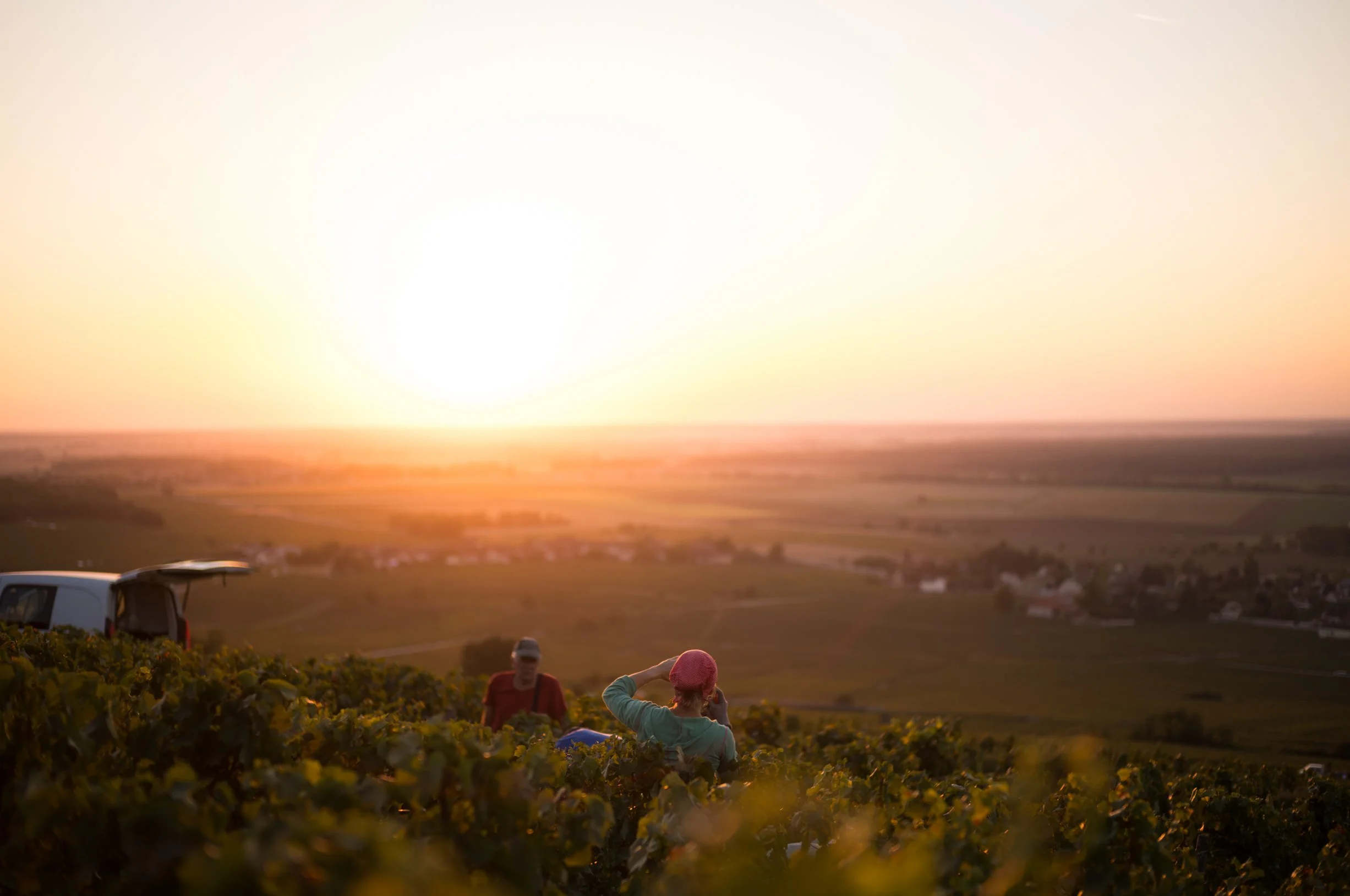 Sunrise Corton Charlemagne 3.jpg