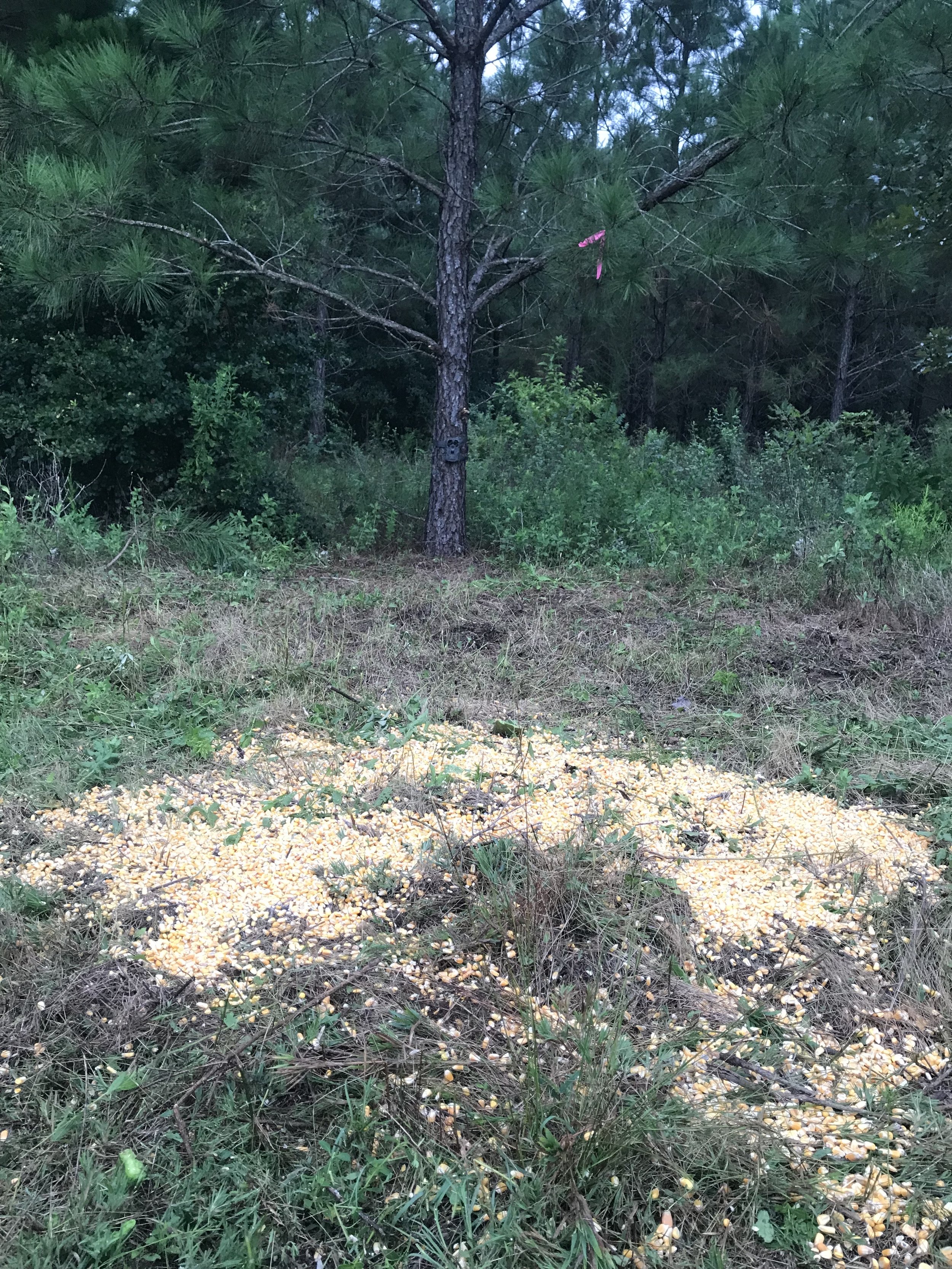 Pile of corn kernels scattered on the ground in a grassy, wooded area with trees and shrubs.