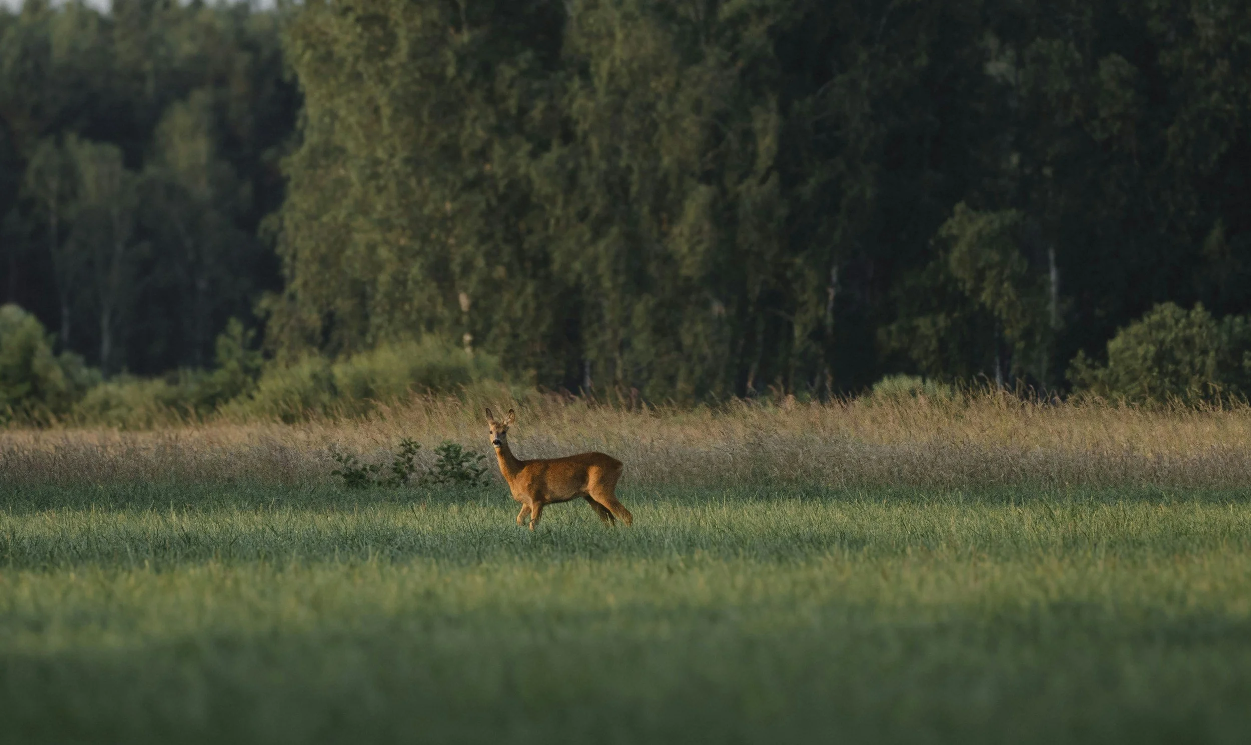 A deer standing in a grassy field with a forest in the background at sunset.
