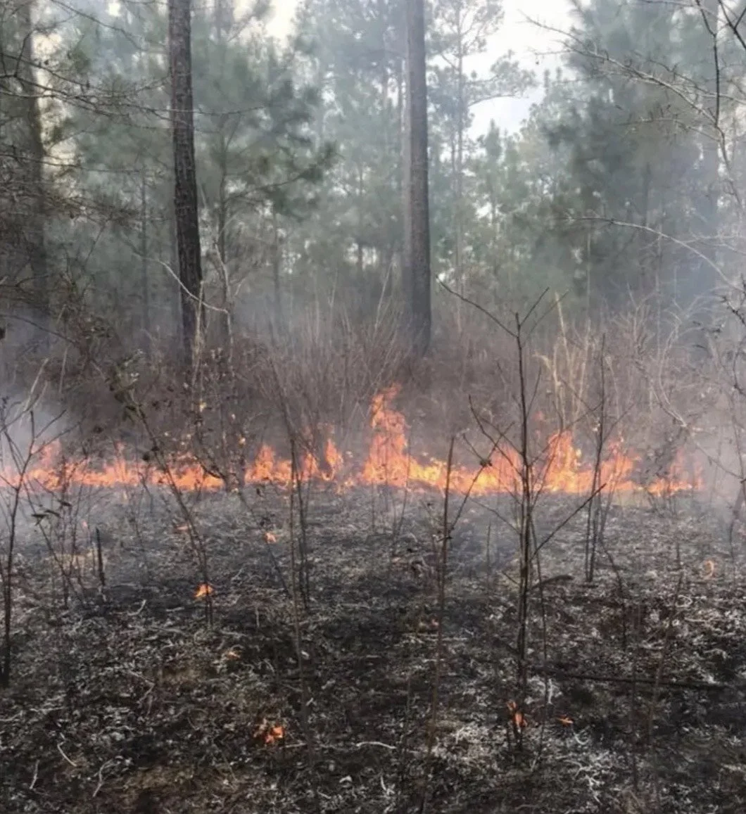 Wildfire burning through a forest with flames and smoke, charred ground and burning dry grass surrounding trees.