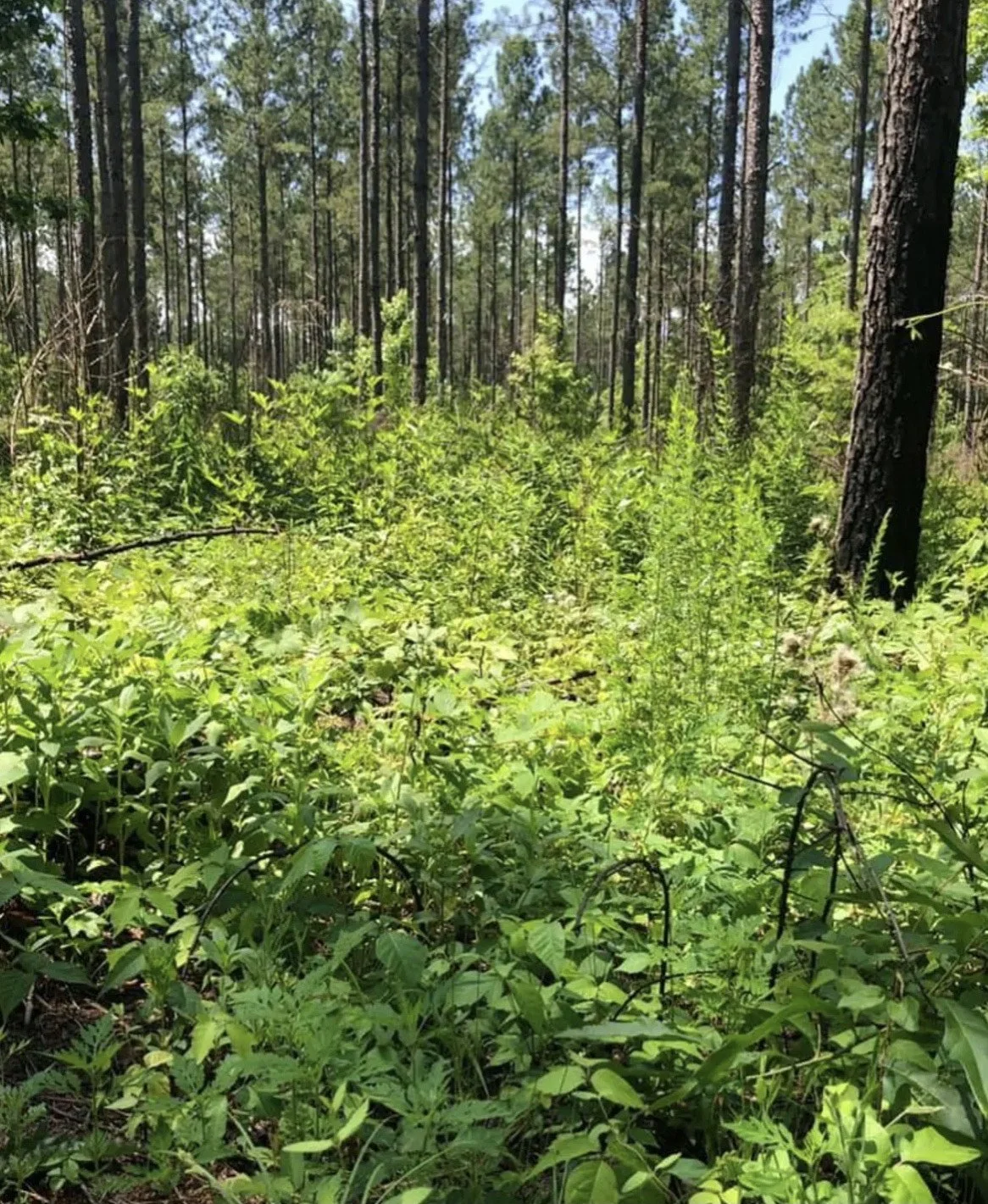 Dense green undergrowth in a forest with tall pine trees in the background and a bright blue sky.