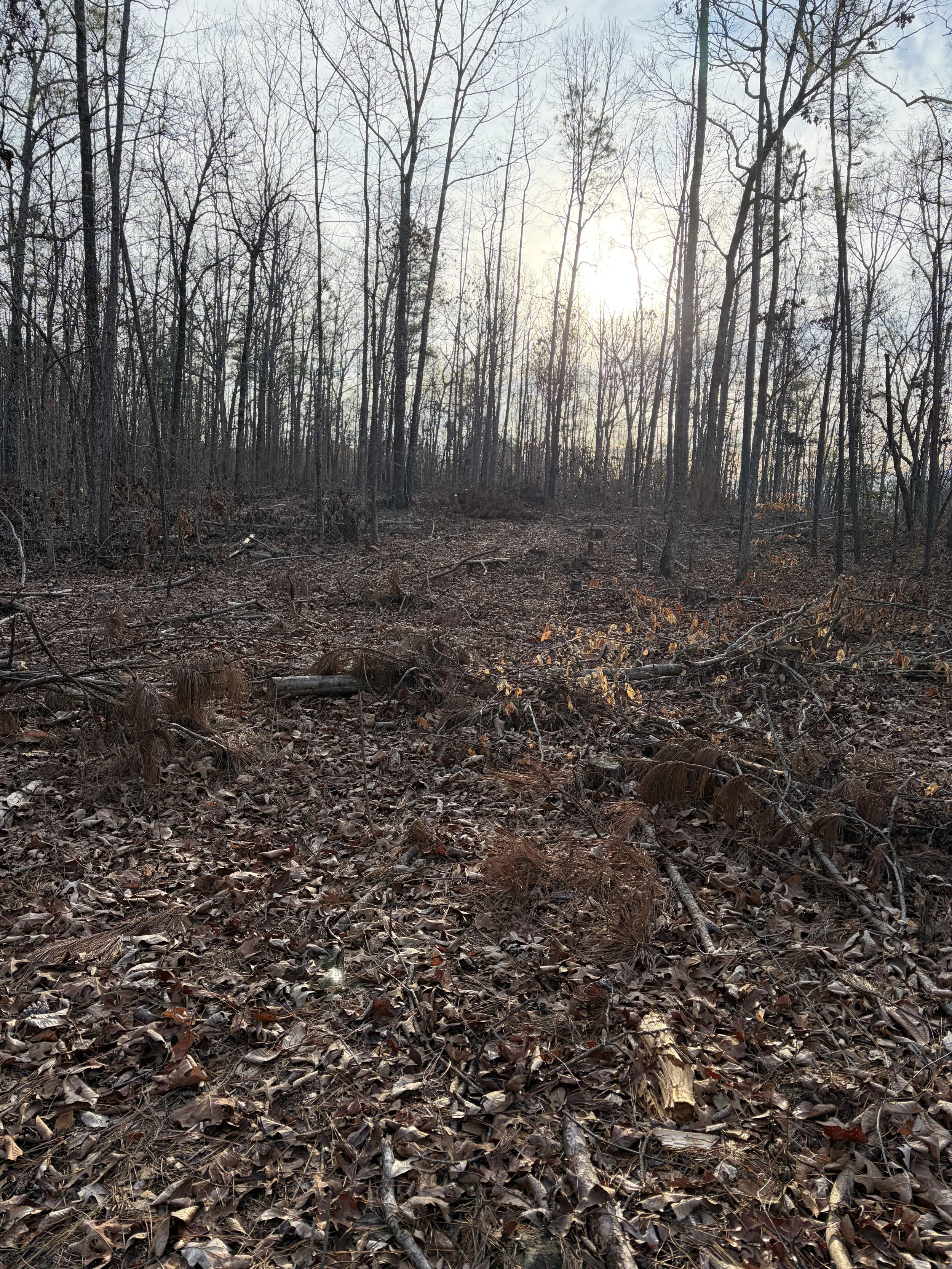A forest with leafless trees, fallen branches, and leaves on the ground, under a partly cloudy sky with the sun shining.