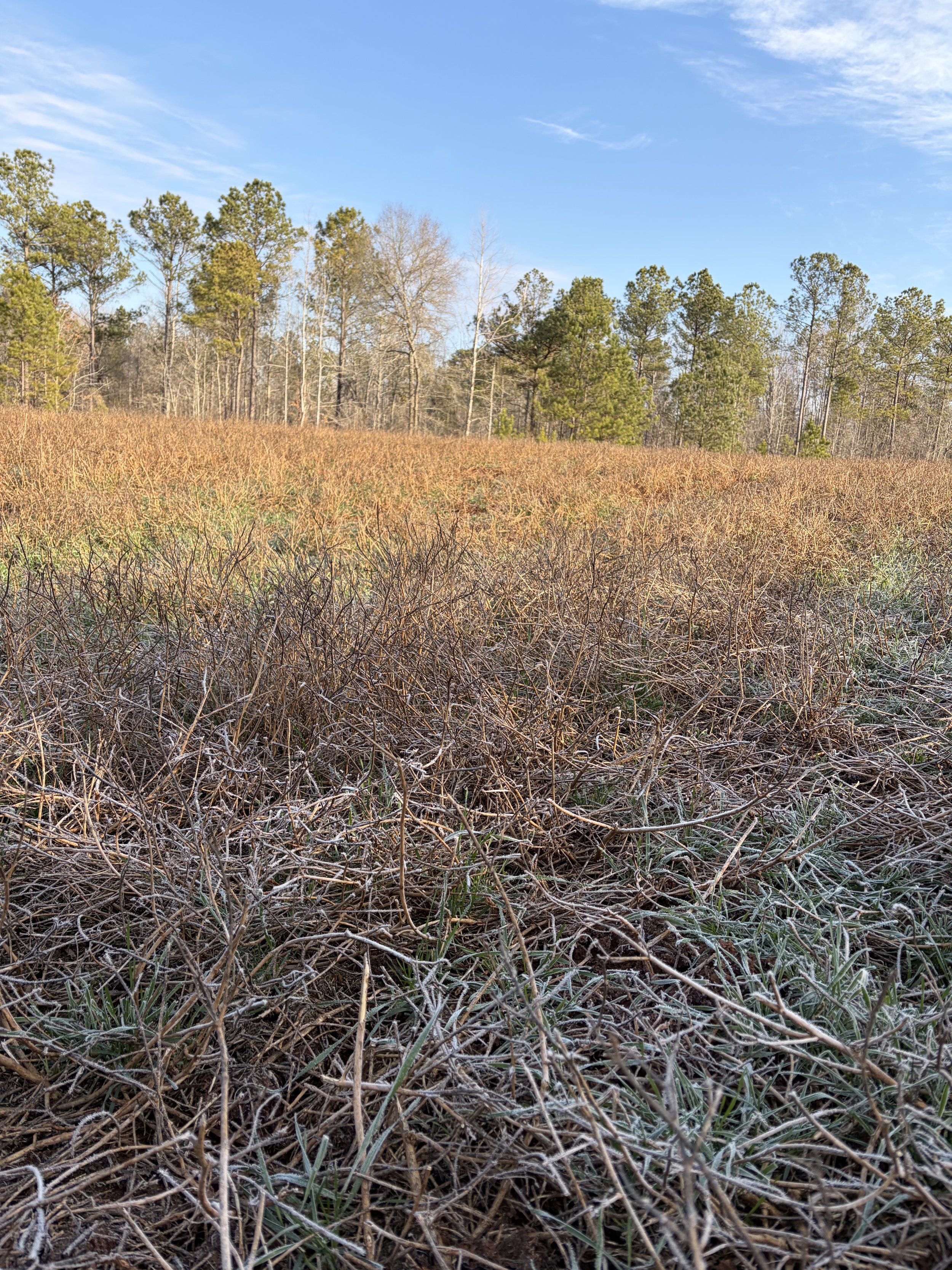A field with dry grass and shrubs, with a line of green pine trees in the background and a partly cloudy blue sky above.