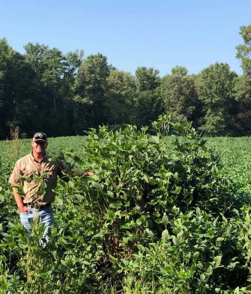 A man in a beige shirt, blue jeans, sunglasses, and a cap standing next to a large green soybean plant in a field with trees in the background on a sunny day.