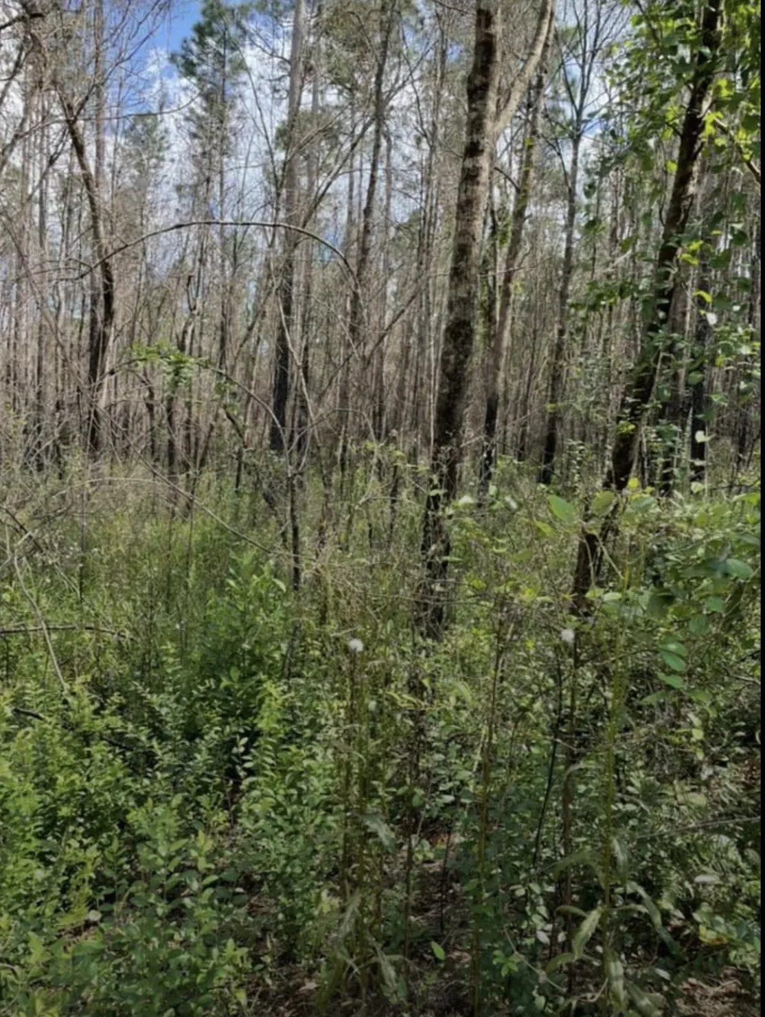 Dense forest with tall bare trees and green underbrush, partly cloudy sky visible through the branches.